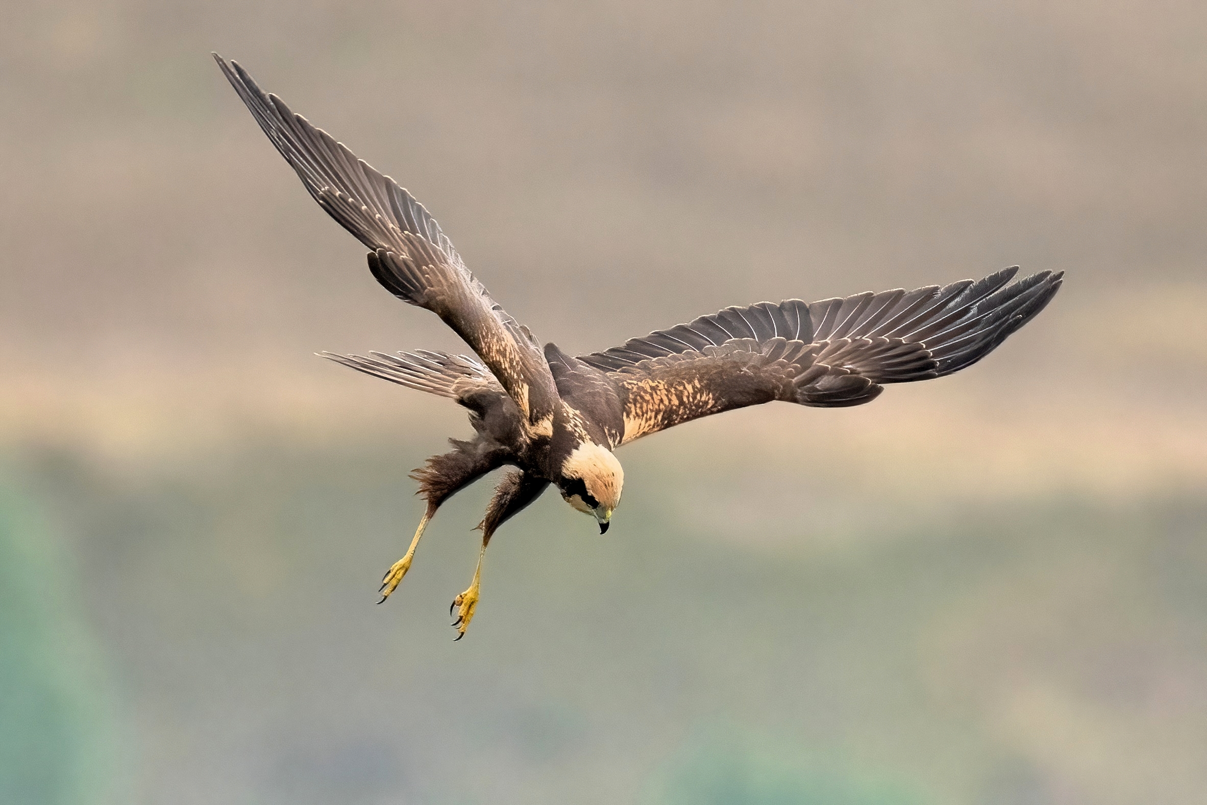Falco di palude (Circus aeruginosus)