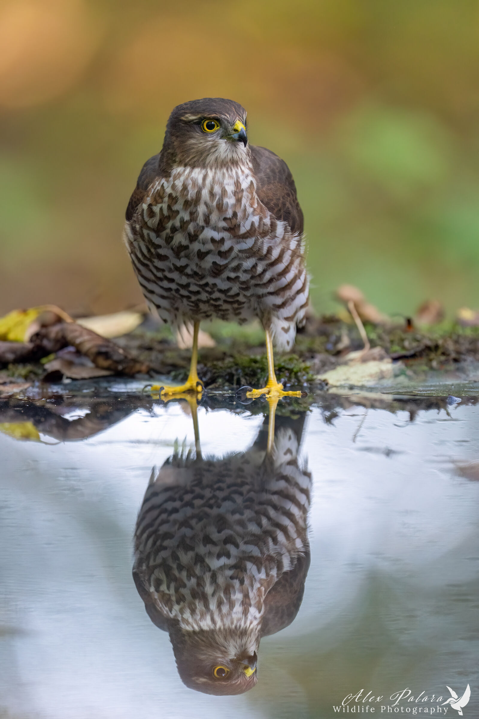 Sparrowhawks, the return! One year later