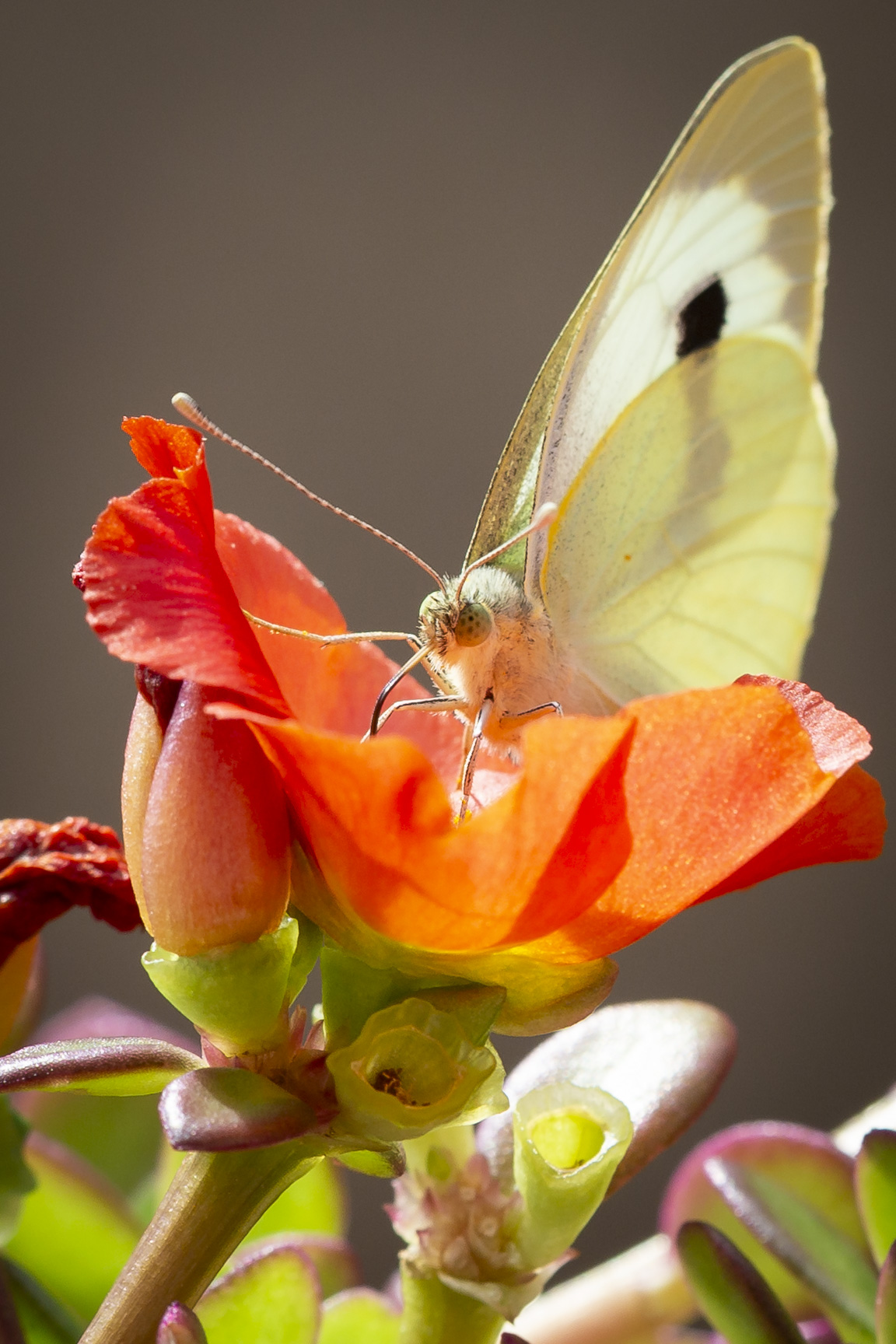 Pieris rapae, cavolaia 1