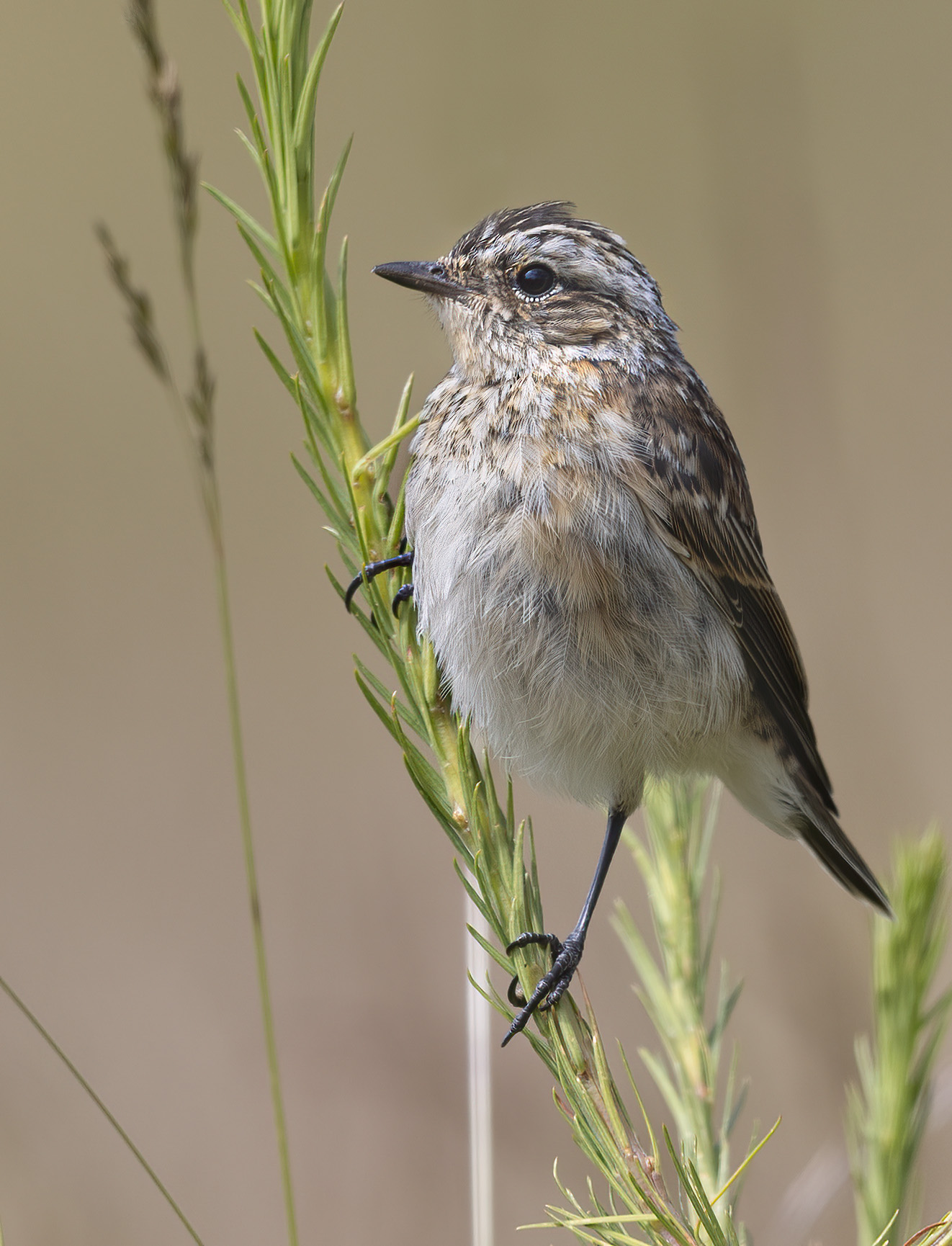 stiaccino giovane, passo spluga luglio 2023