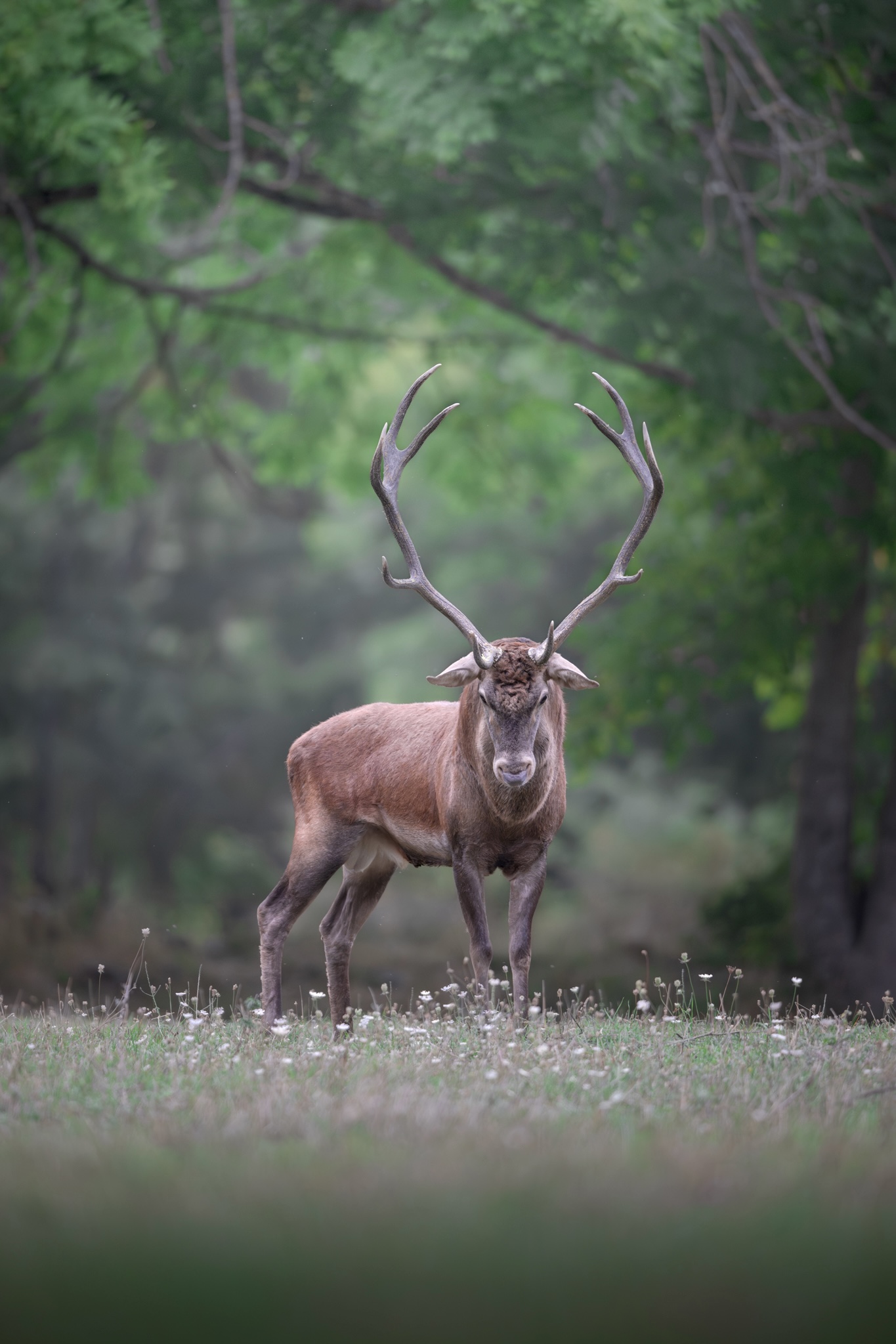 Noble deer