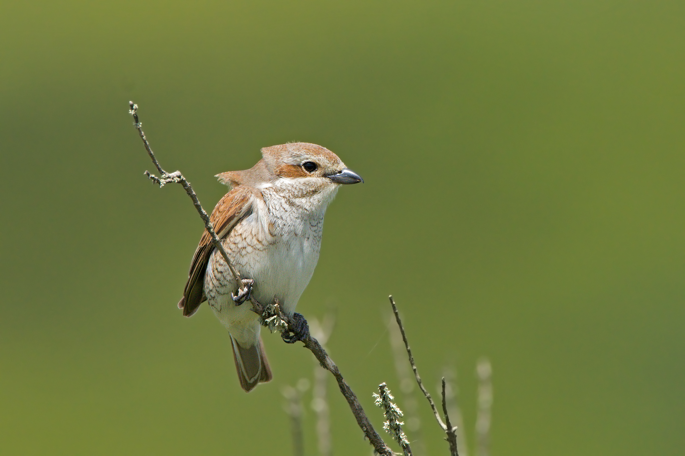 averla minore femmina