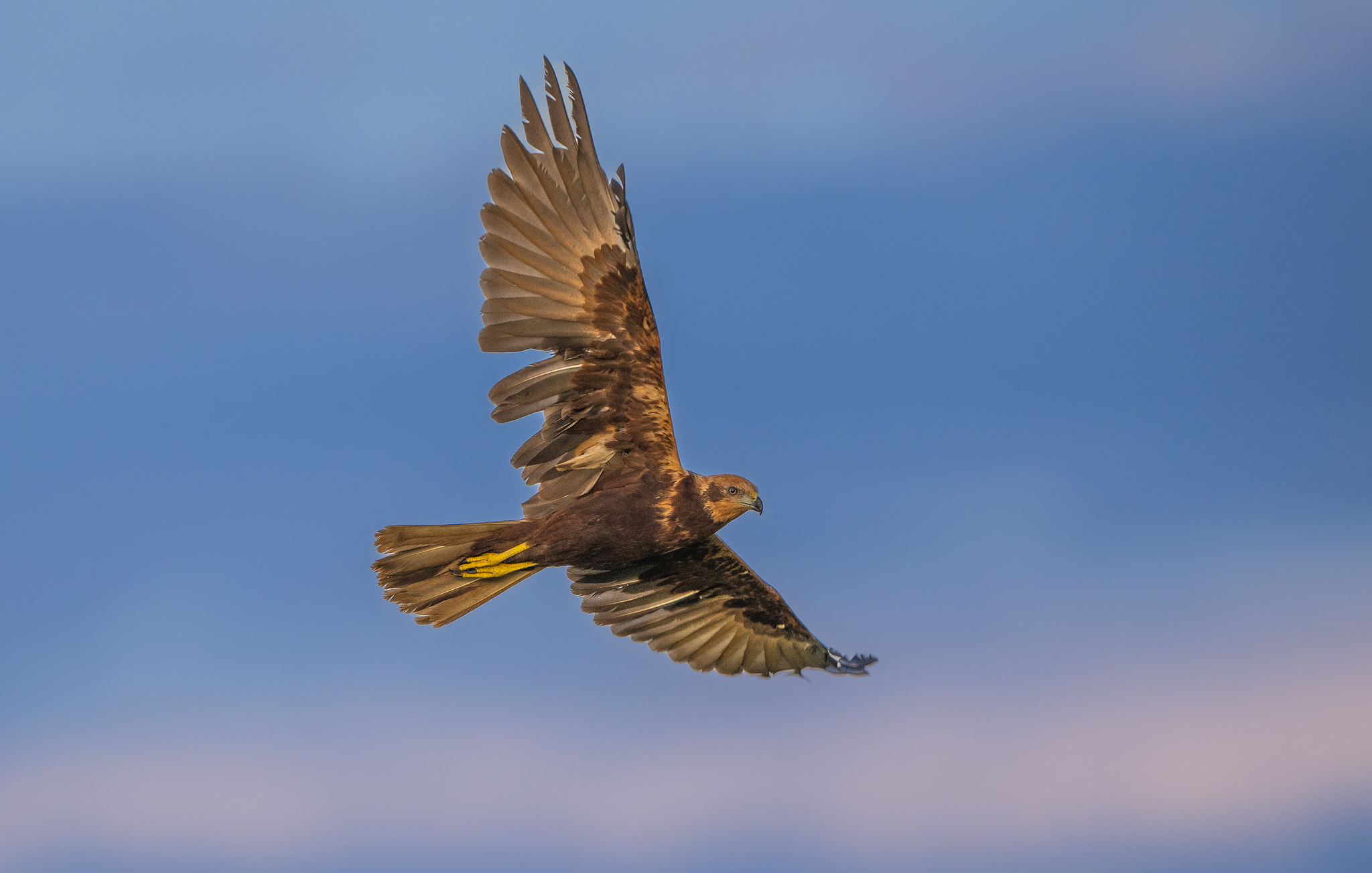 Falco di palude di primo mattino