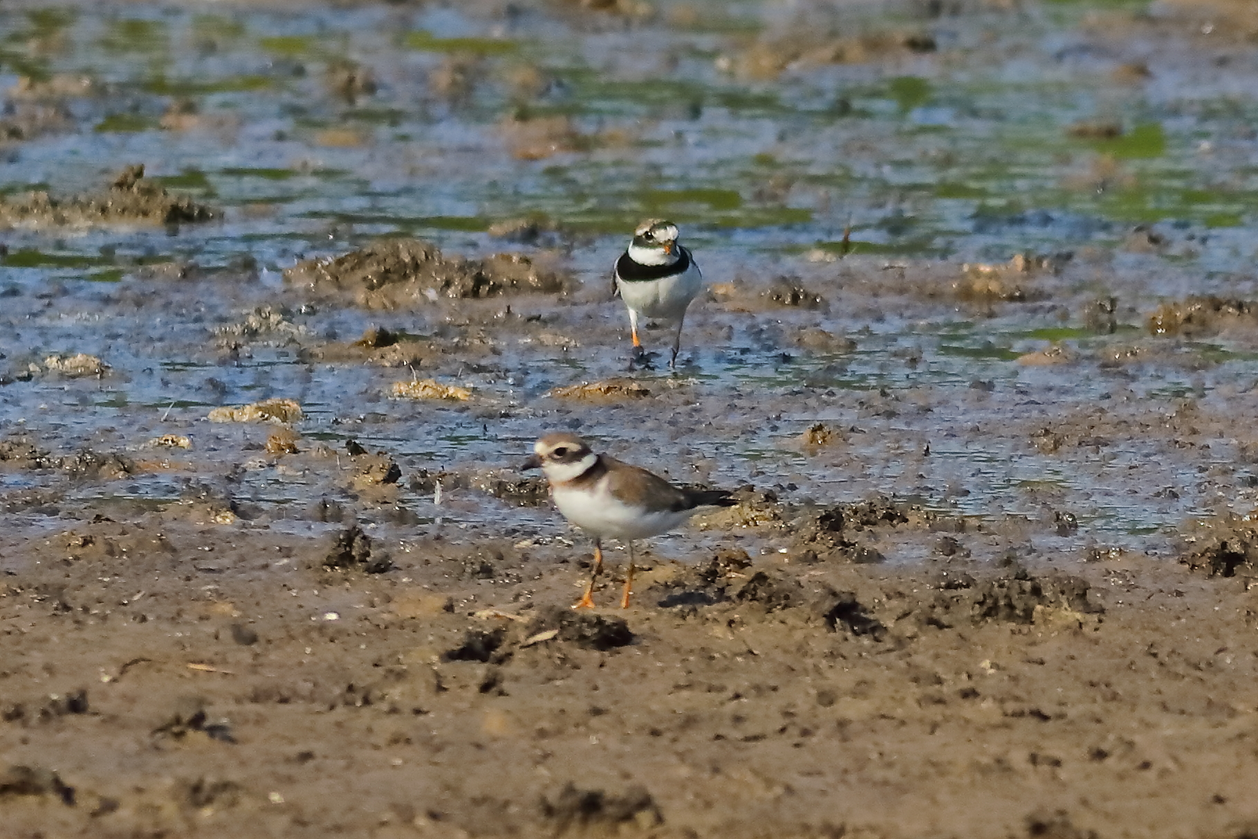 Corriere piccolo 09-09-2023