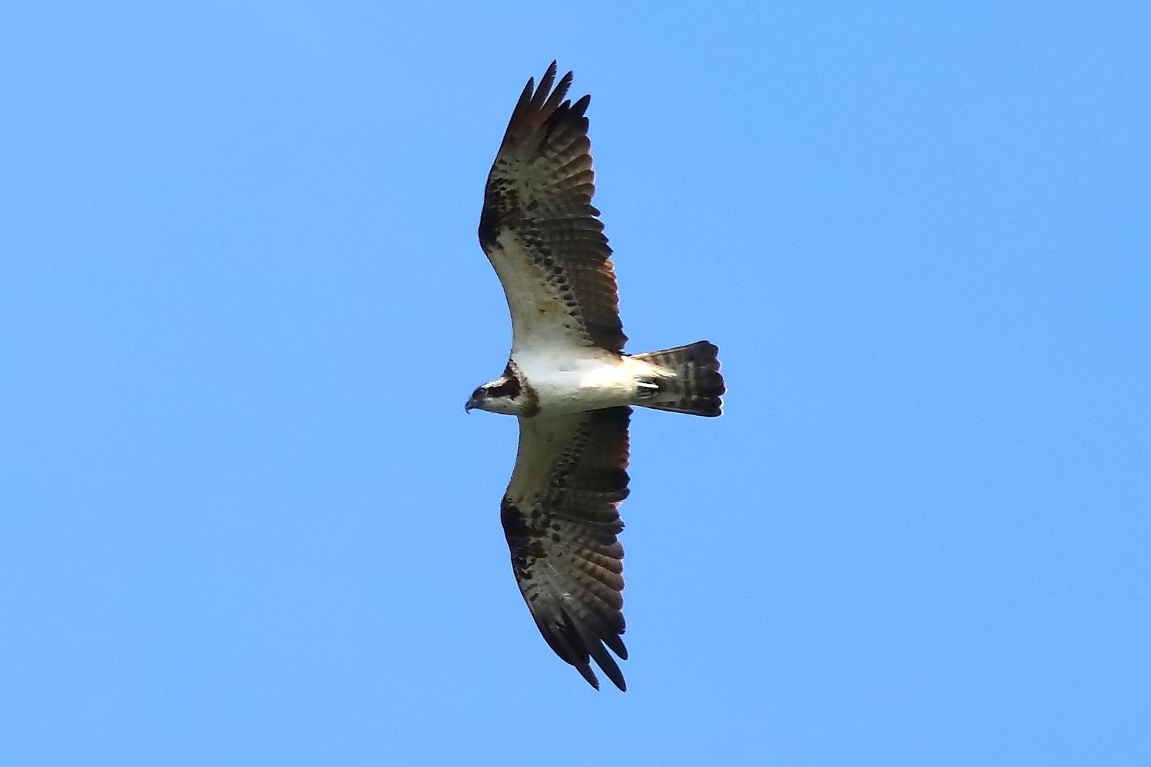 Falco pescatore 01-09-2023 - 074