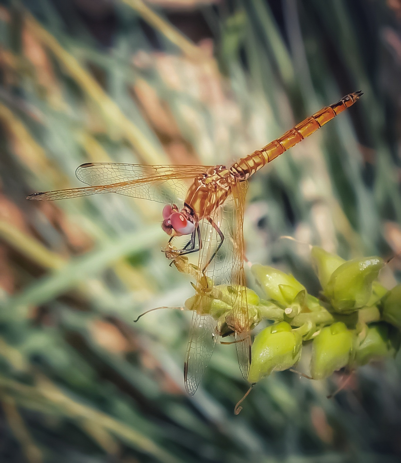 Libellula