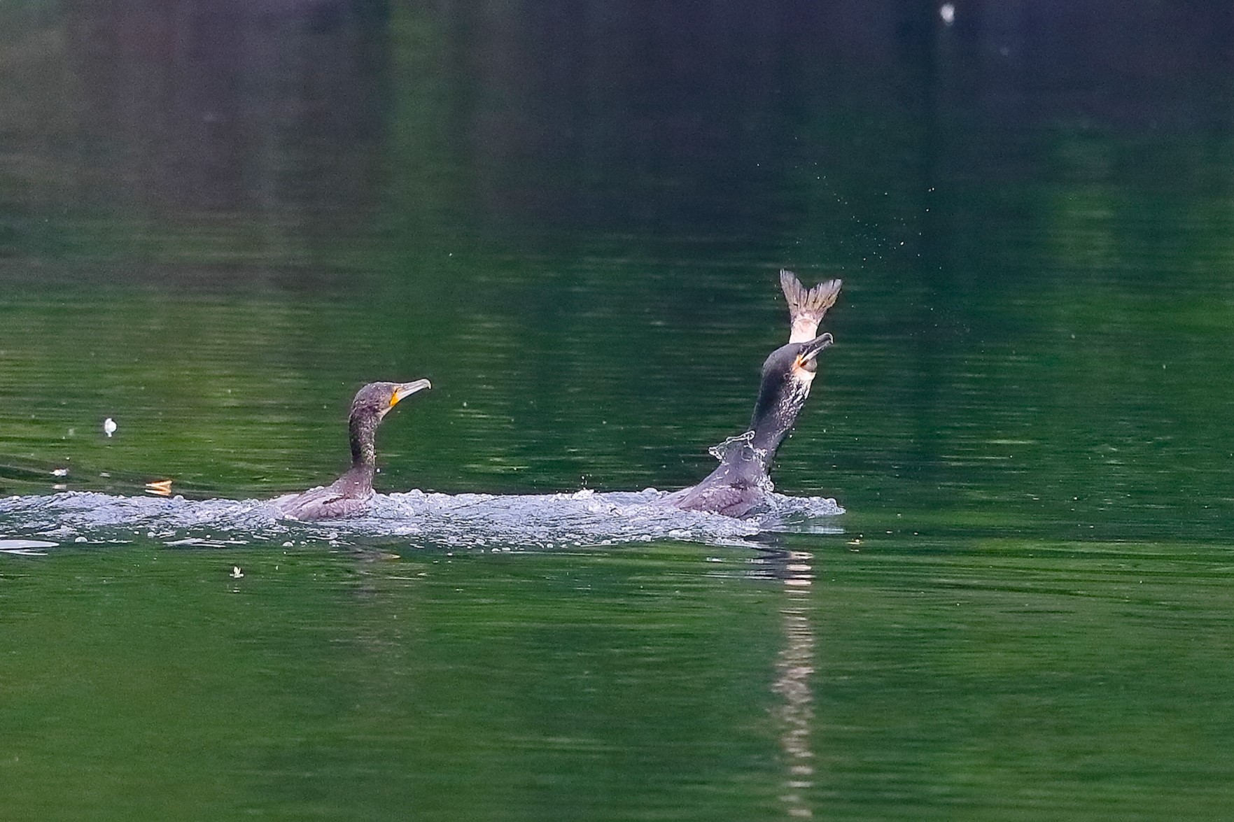 Cormorani 30 aprile 2023