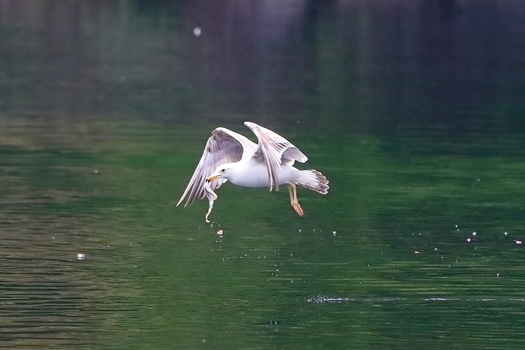 Gabbiano R 30 aprile 2023