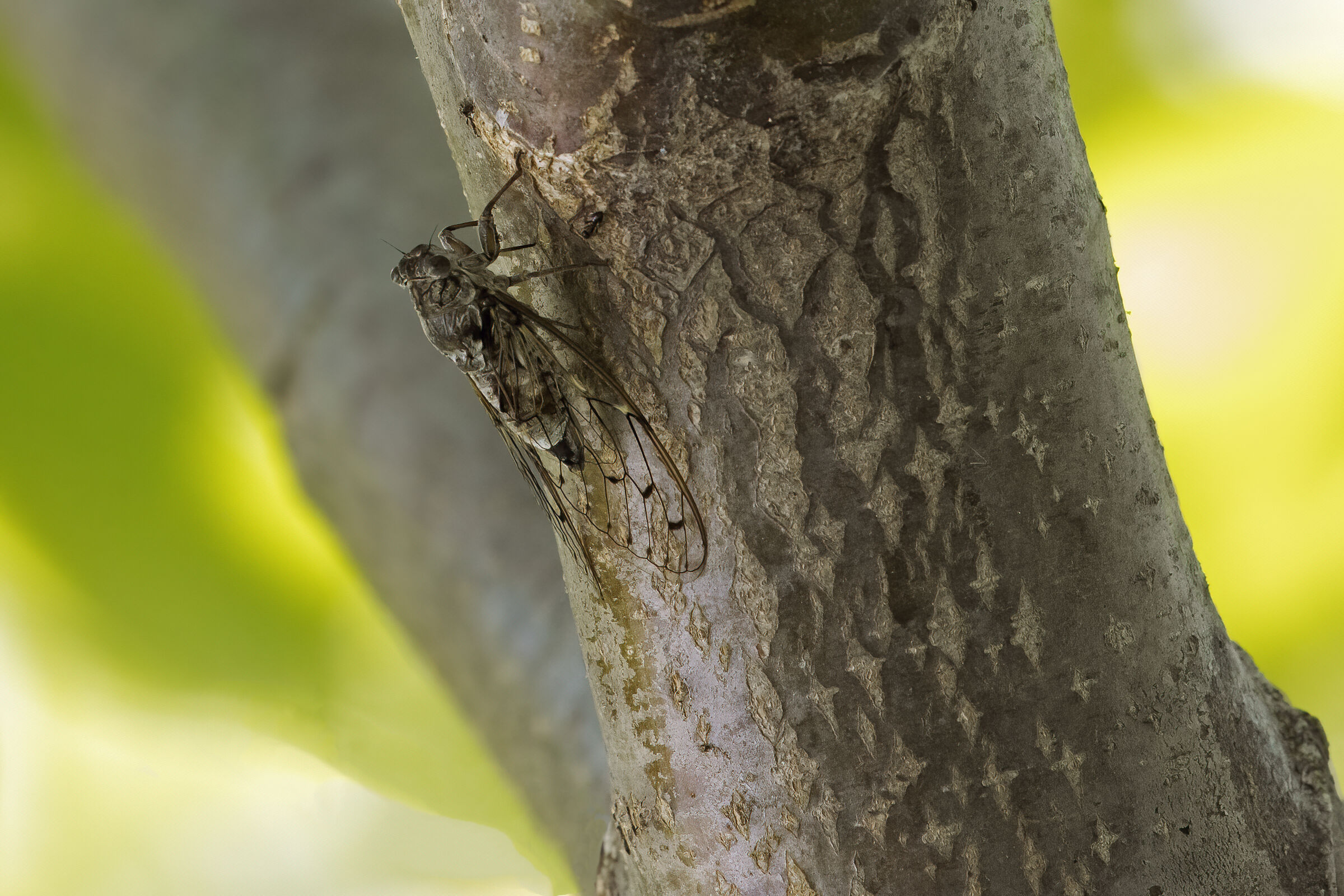 La Cicala e la Formica