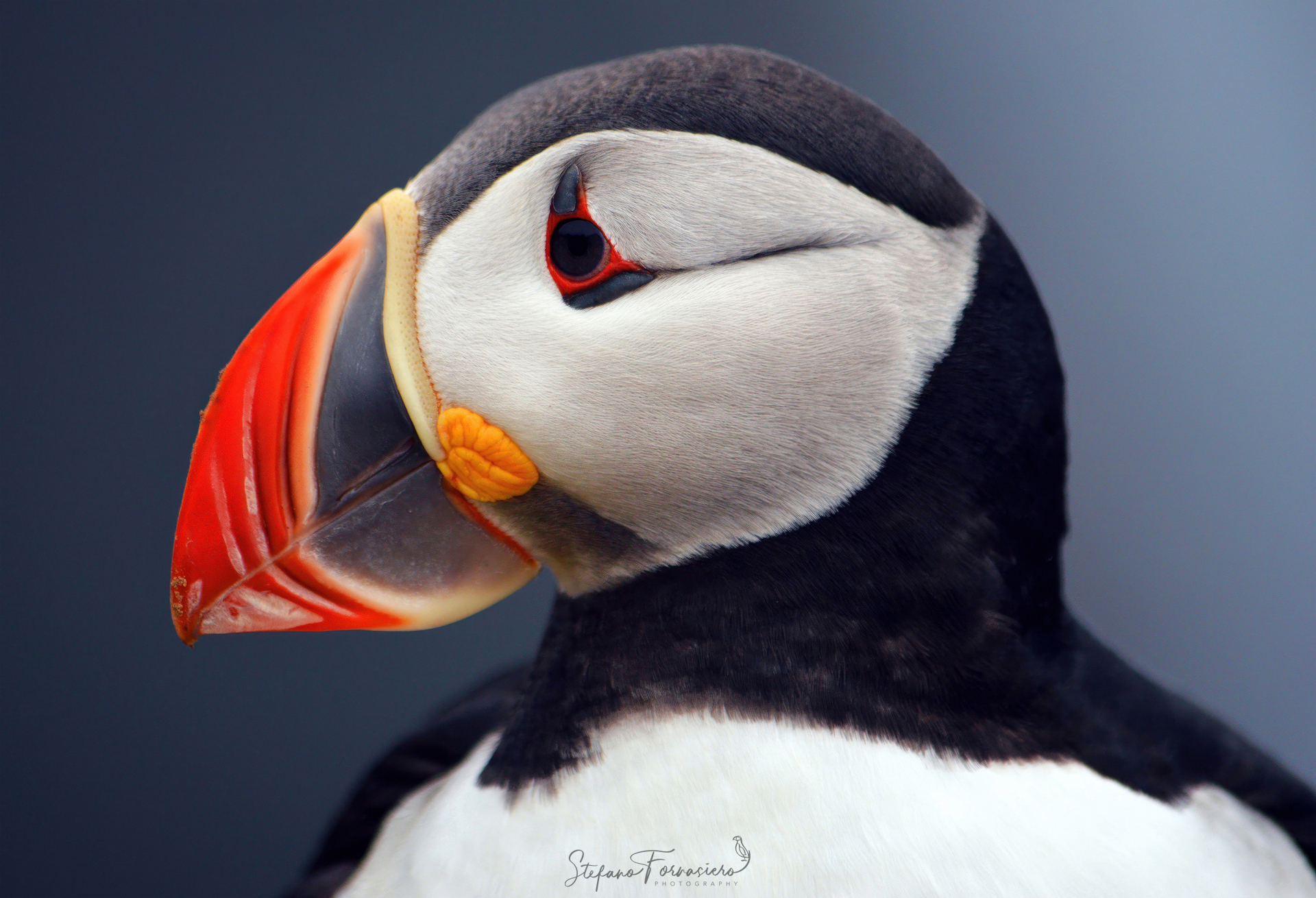 Puffin di Latrabjarg