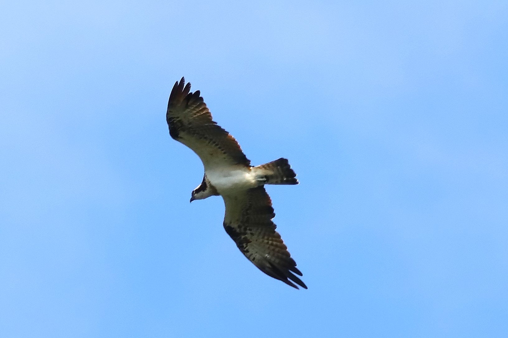 Falco pescatore 01-09-2023 - 079