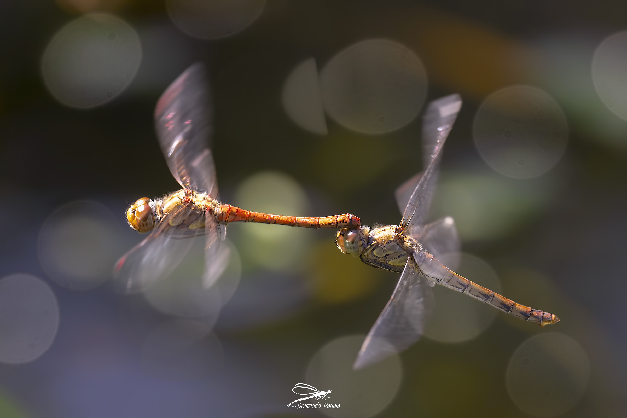 sympetrum striolatum