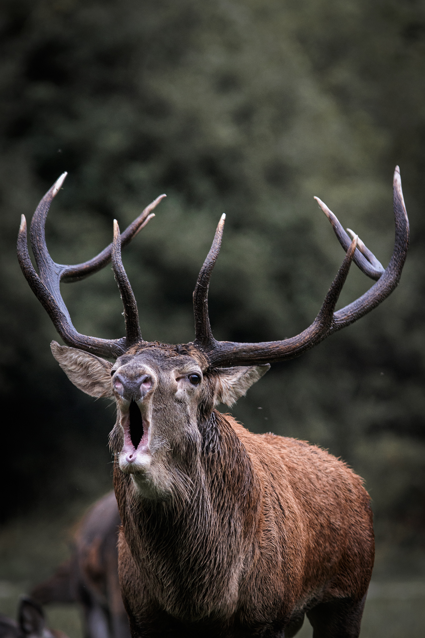 La voce dell'autunno 2