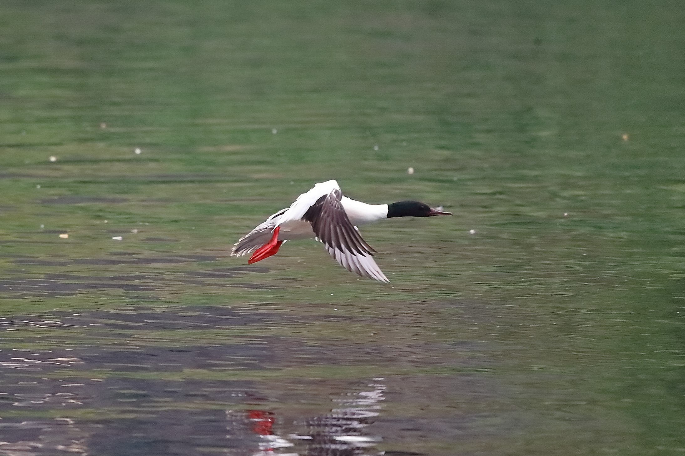 Smergo 30 aprile 2023