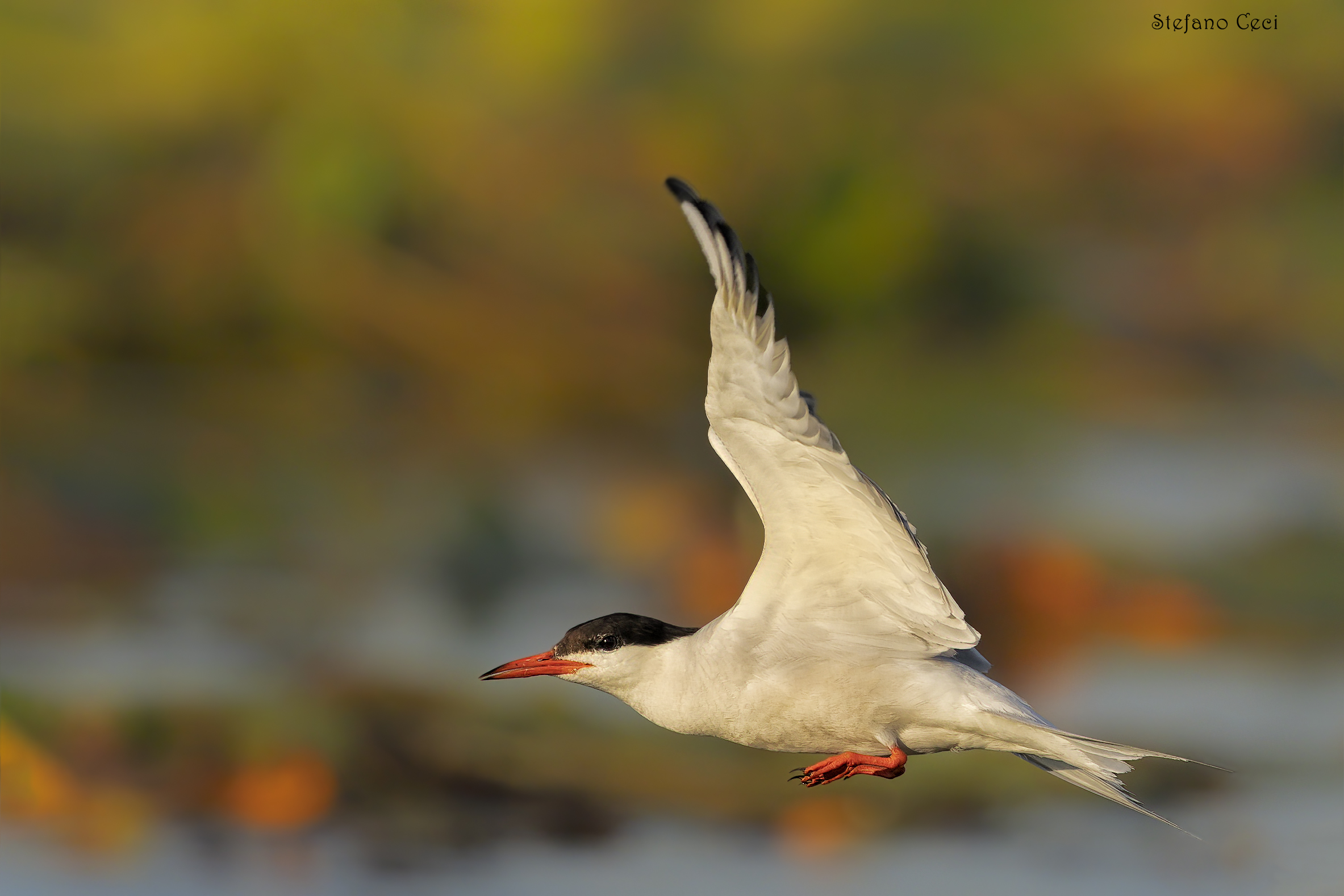 Common tern