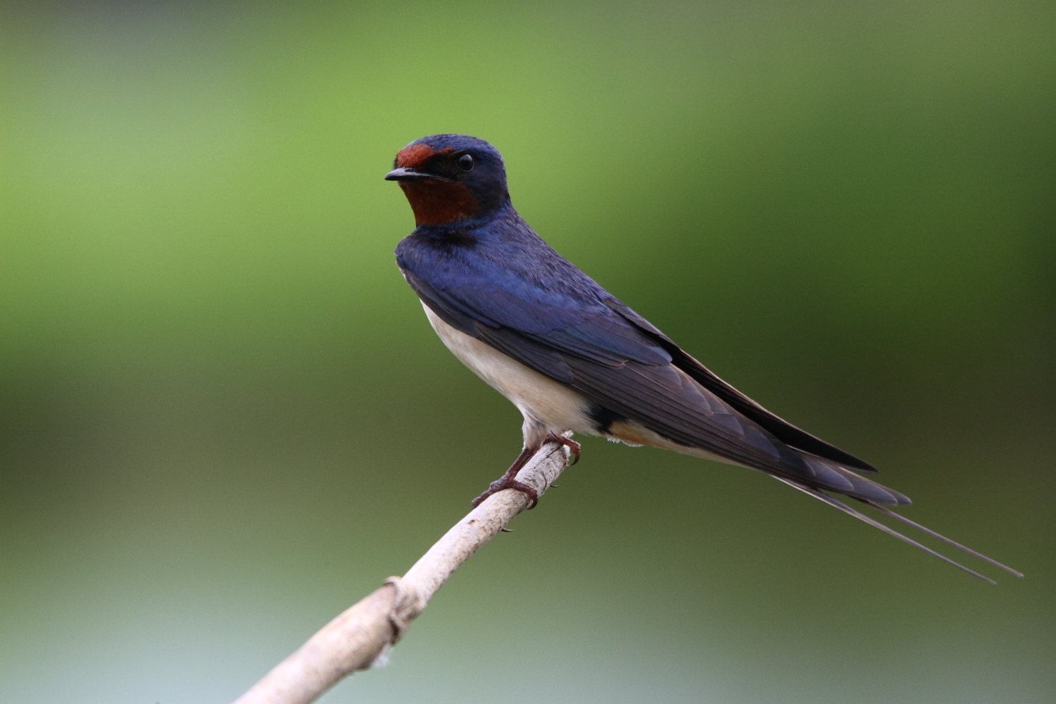 rondine - pochi secondi di riposo