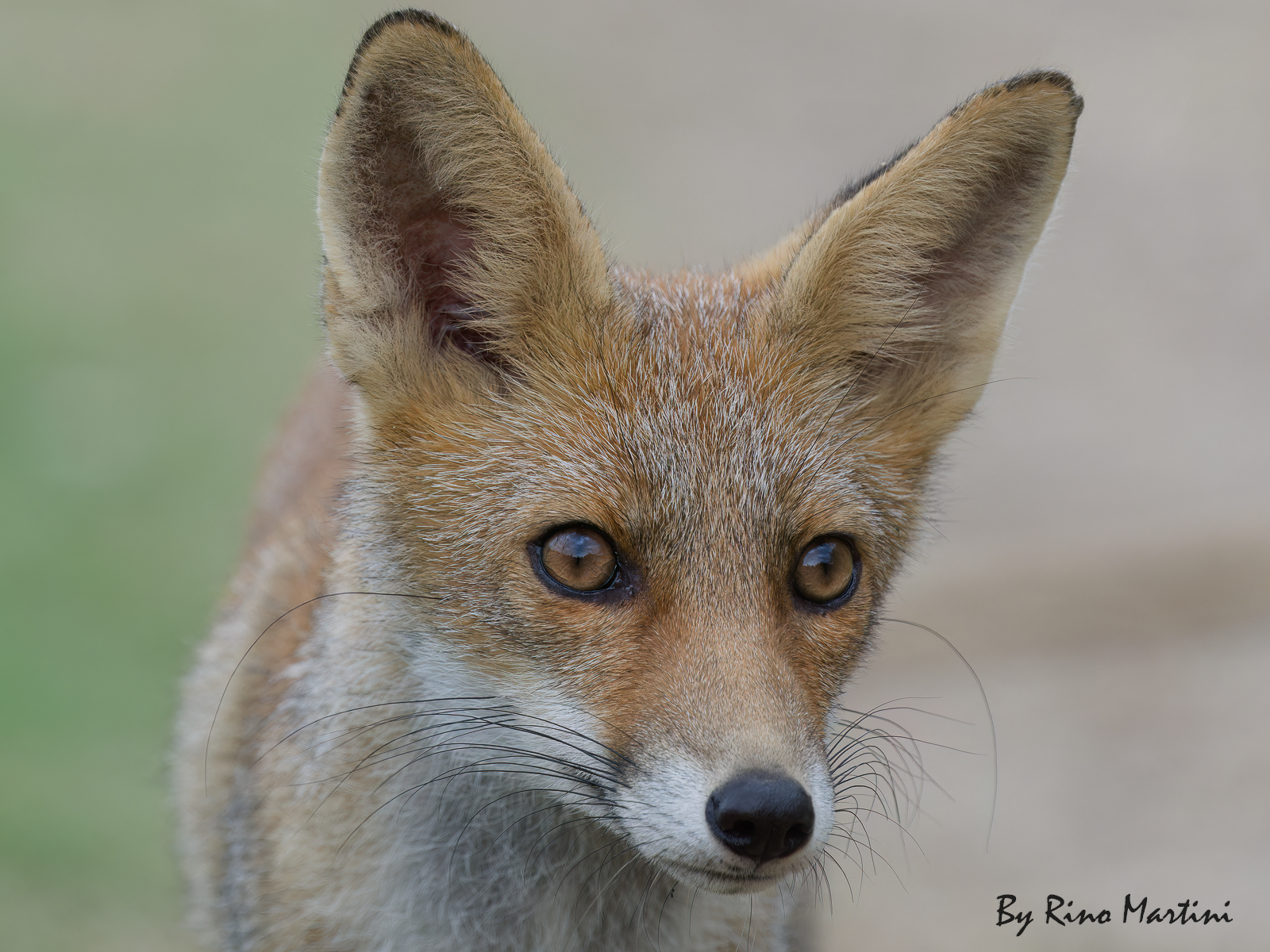 Red Fox