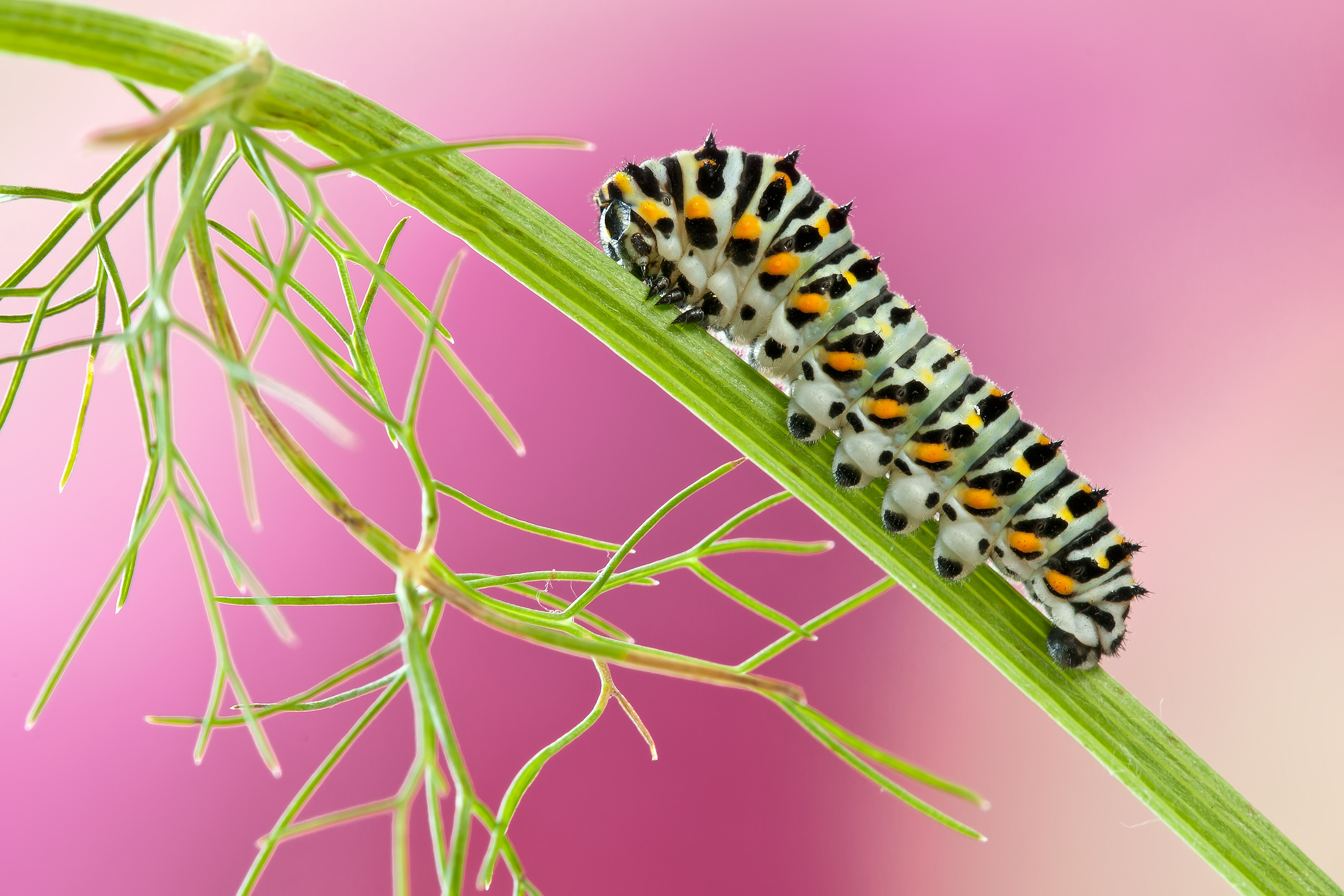 Caterpillar of Papilio machaon