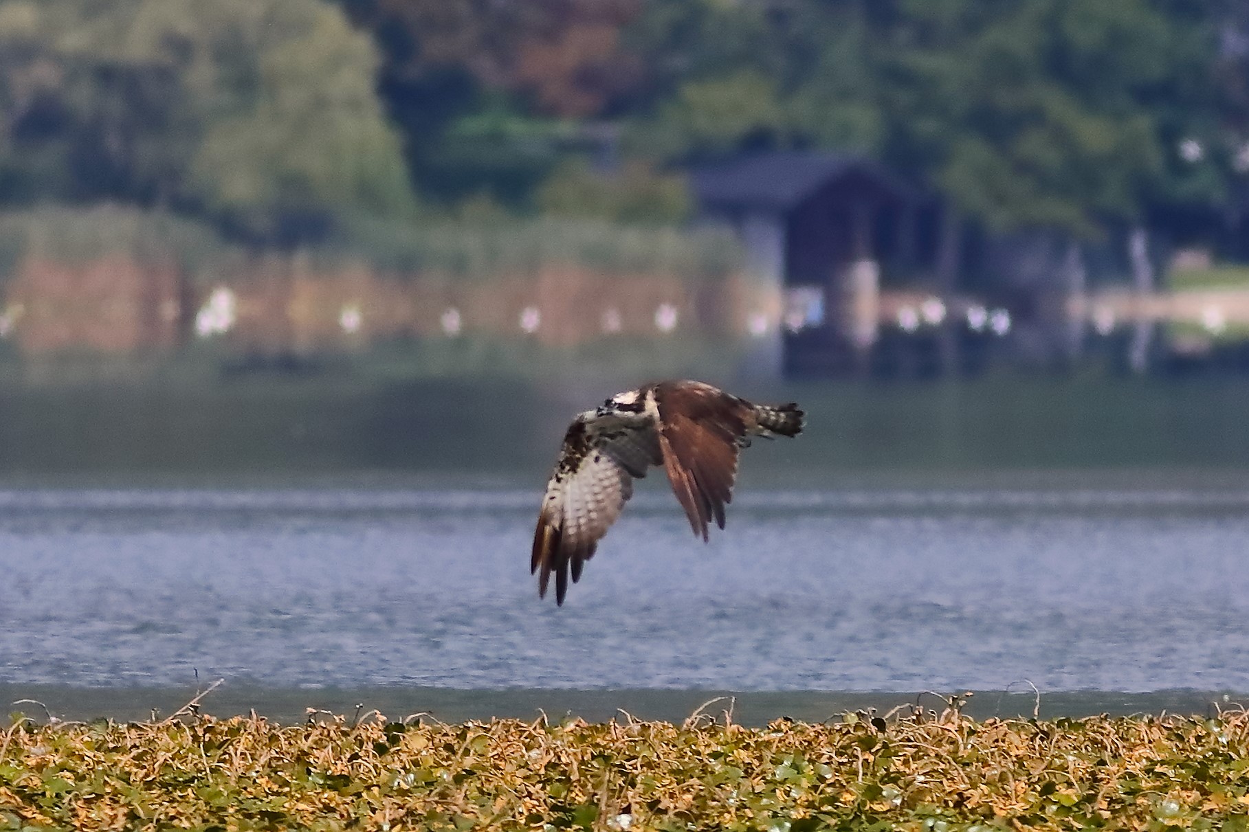 Falco pescatore 01-09-2023 - 120