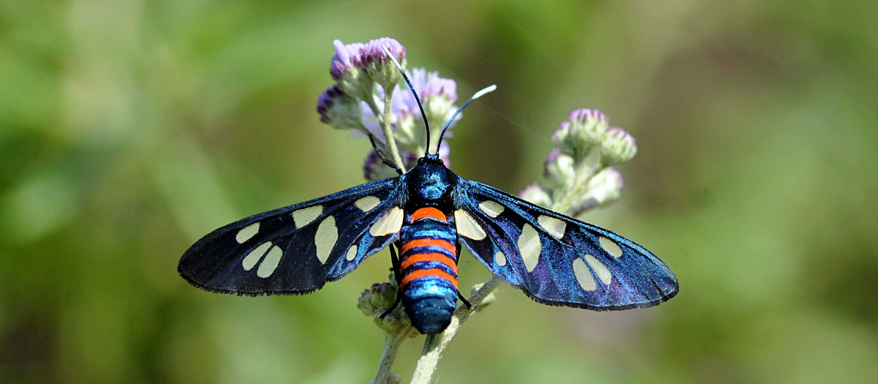 Euchromia - Etiopia - Tana Lake