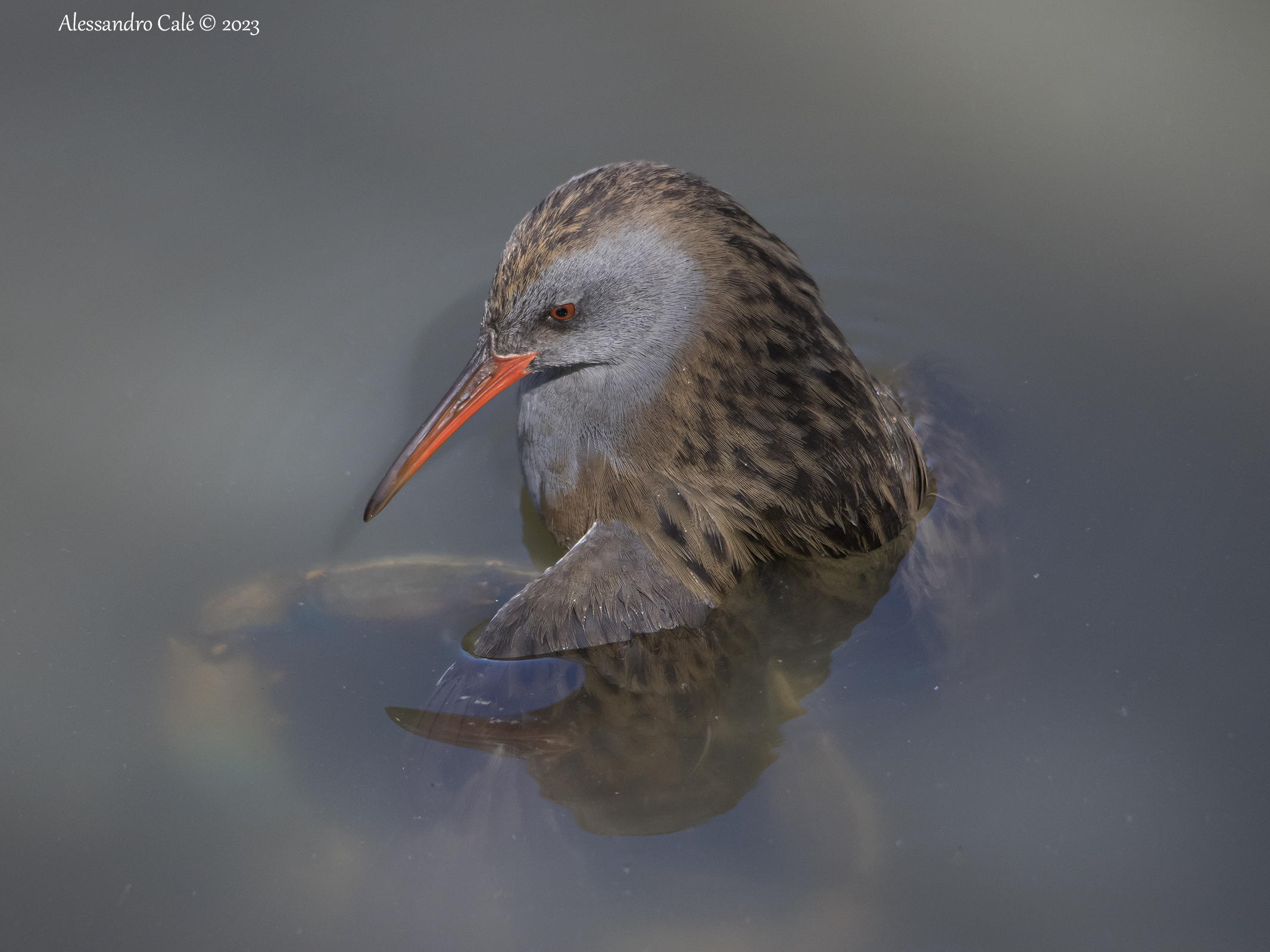Rallus aquaticus ( Water rail) 0983