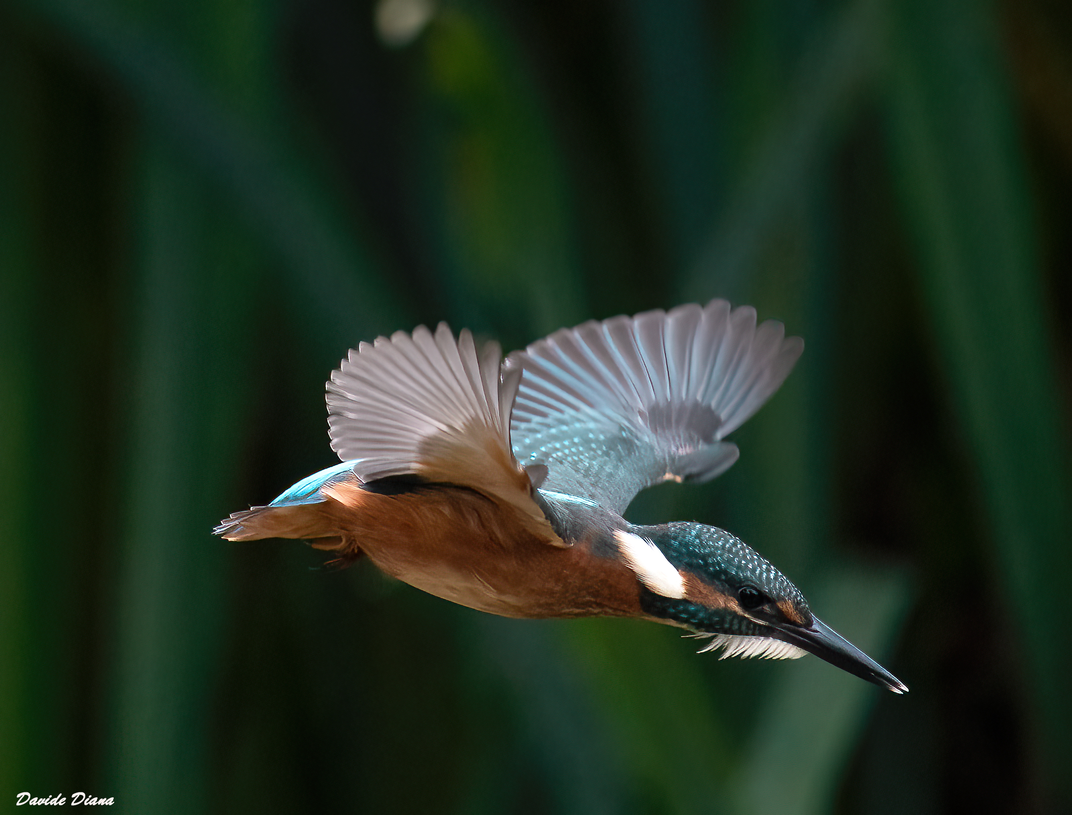 Kingfisher