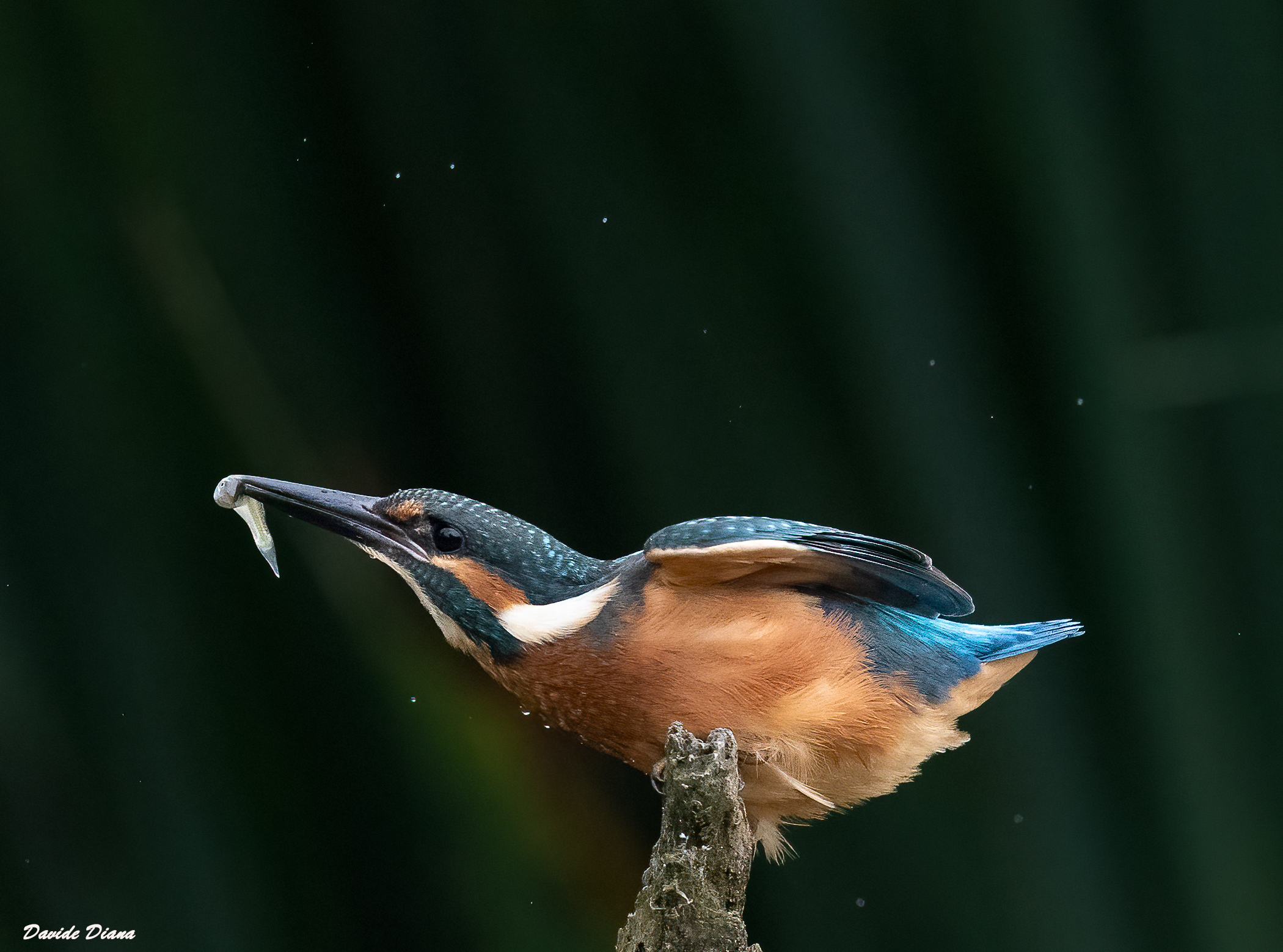 Kingfisher