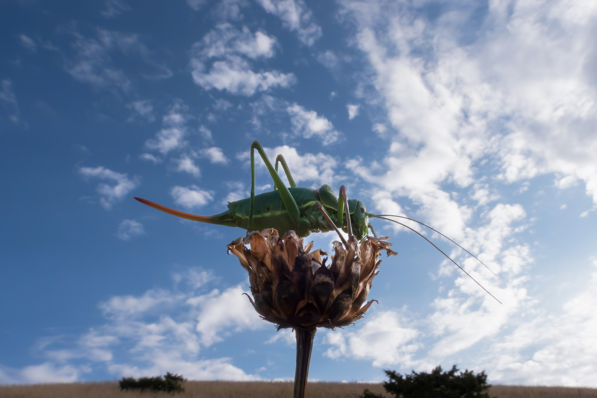 Close-up set with Coolpix p1000 (45)