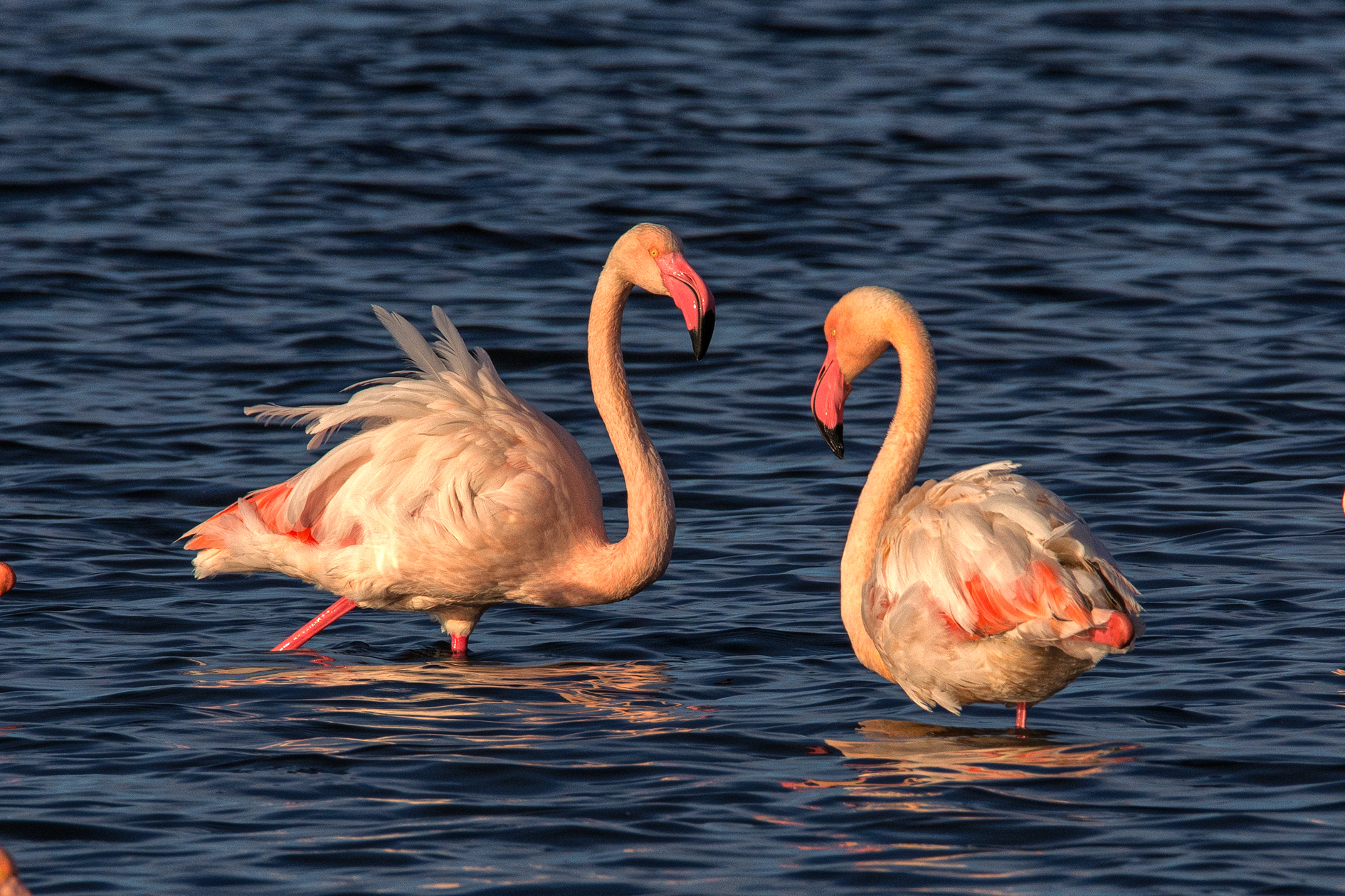 Flamingos 2