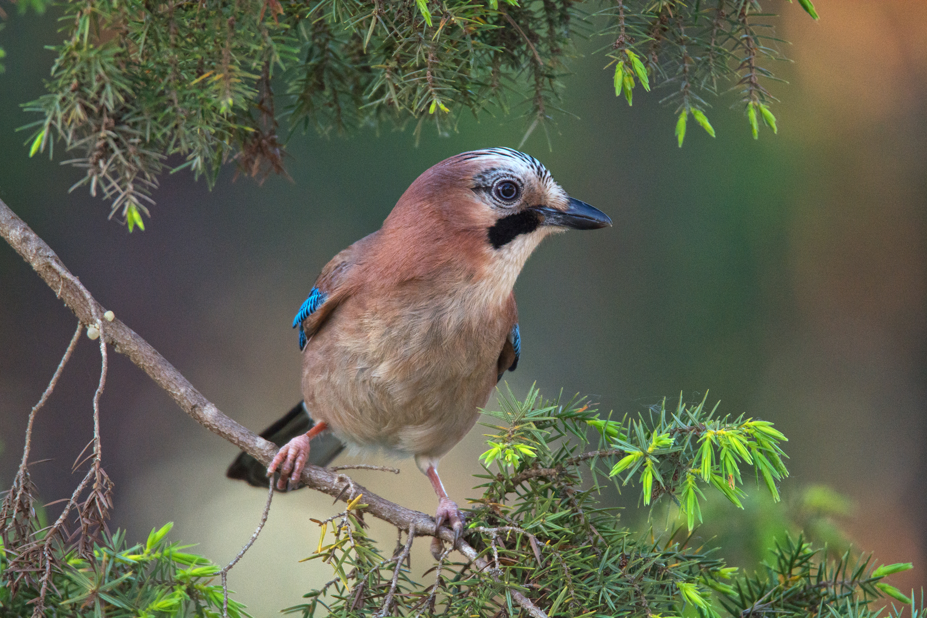 Jay 2