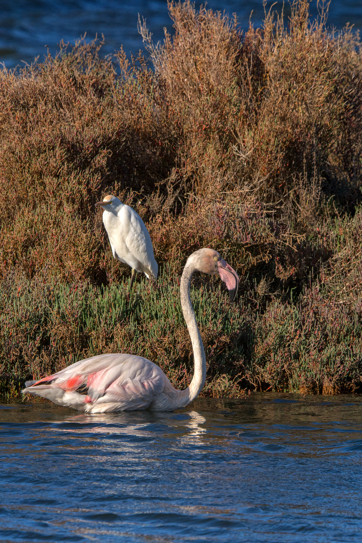 Flamingo