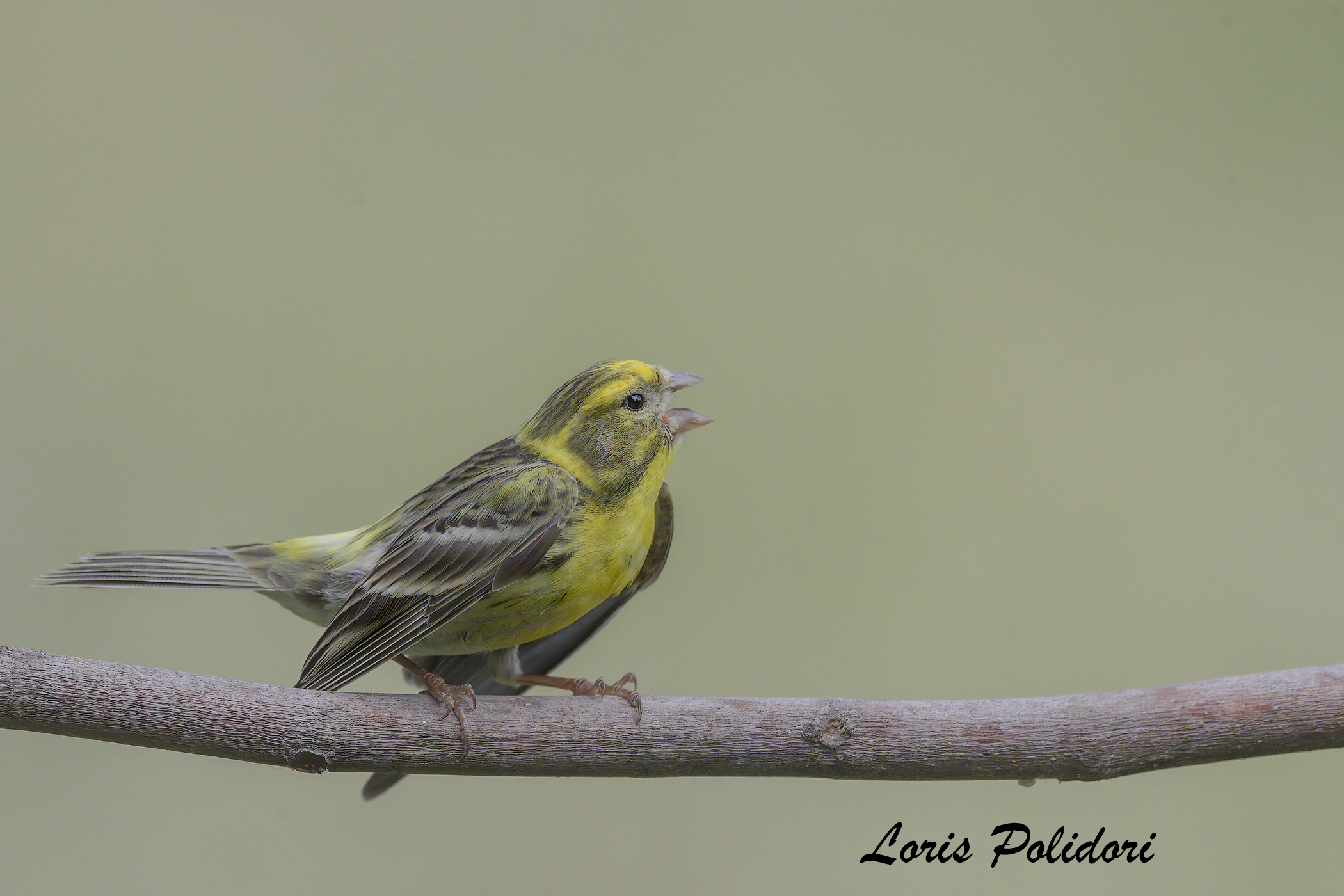Serin