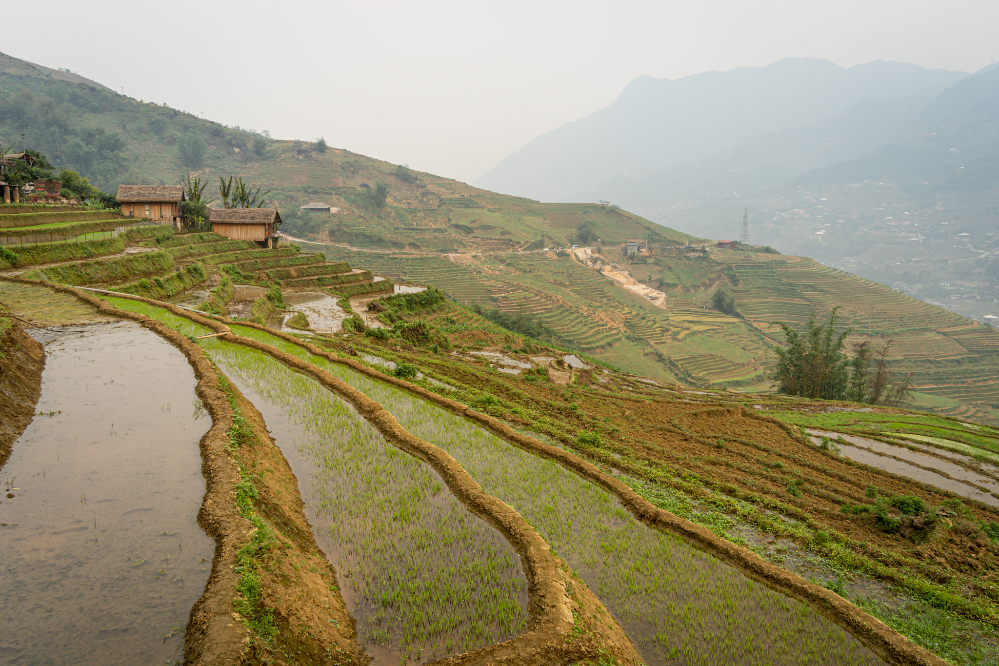 Rice fields in Sapa
