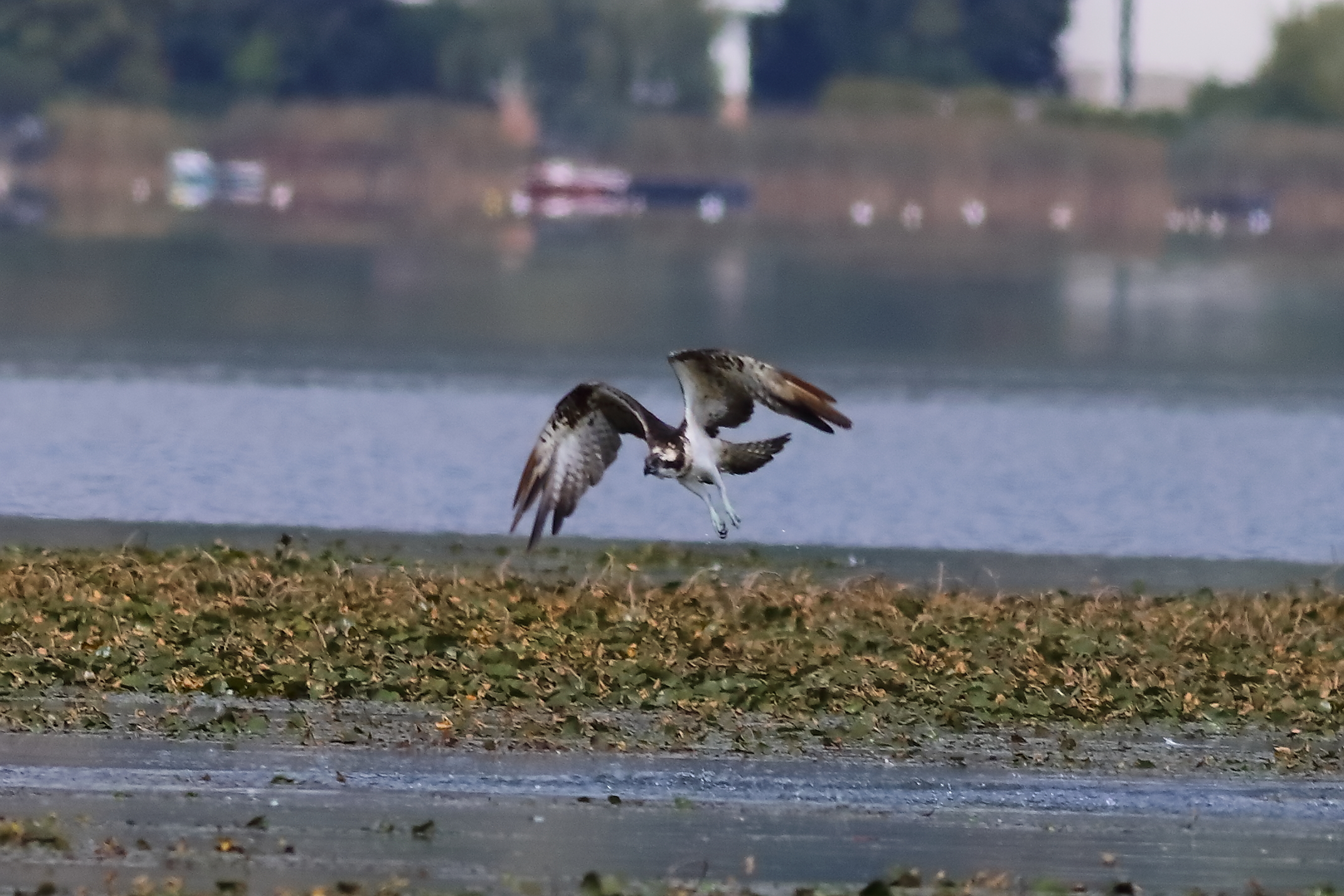 Falco pescatore 01-09-2023 - 162