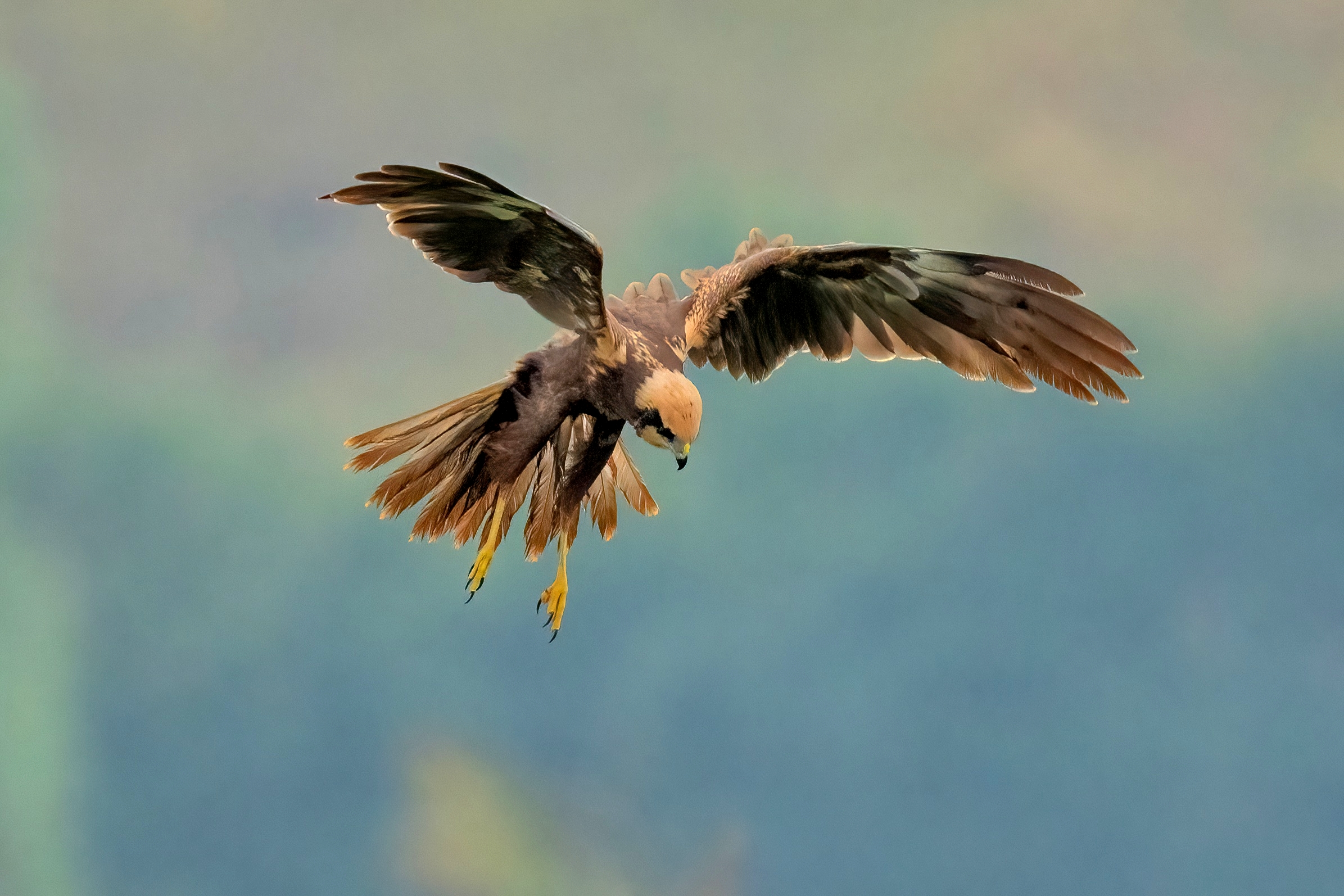 Falco di palude (Circus aeruginosus)