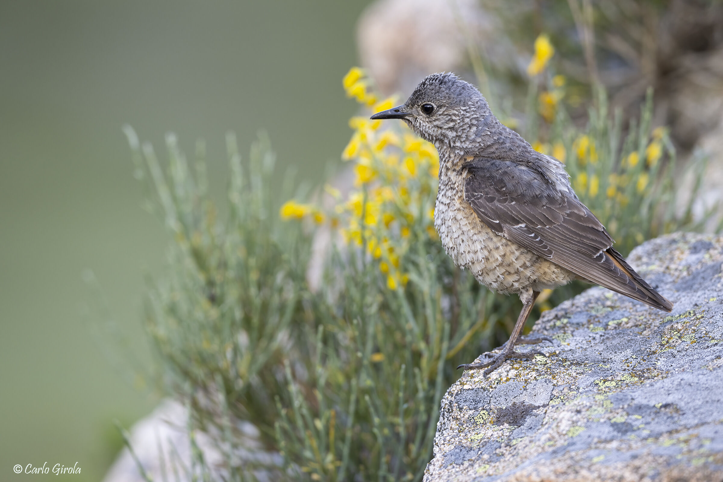 Redstart (Monticola saxatilis)