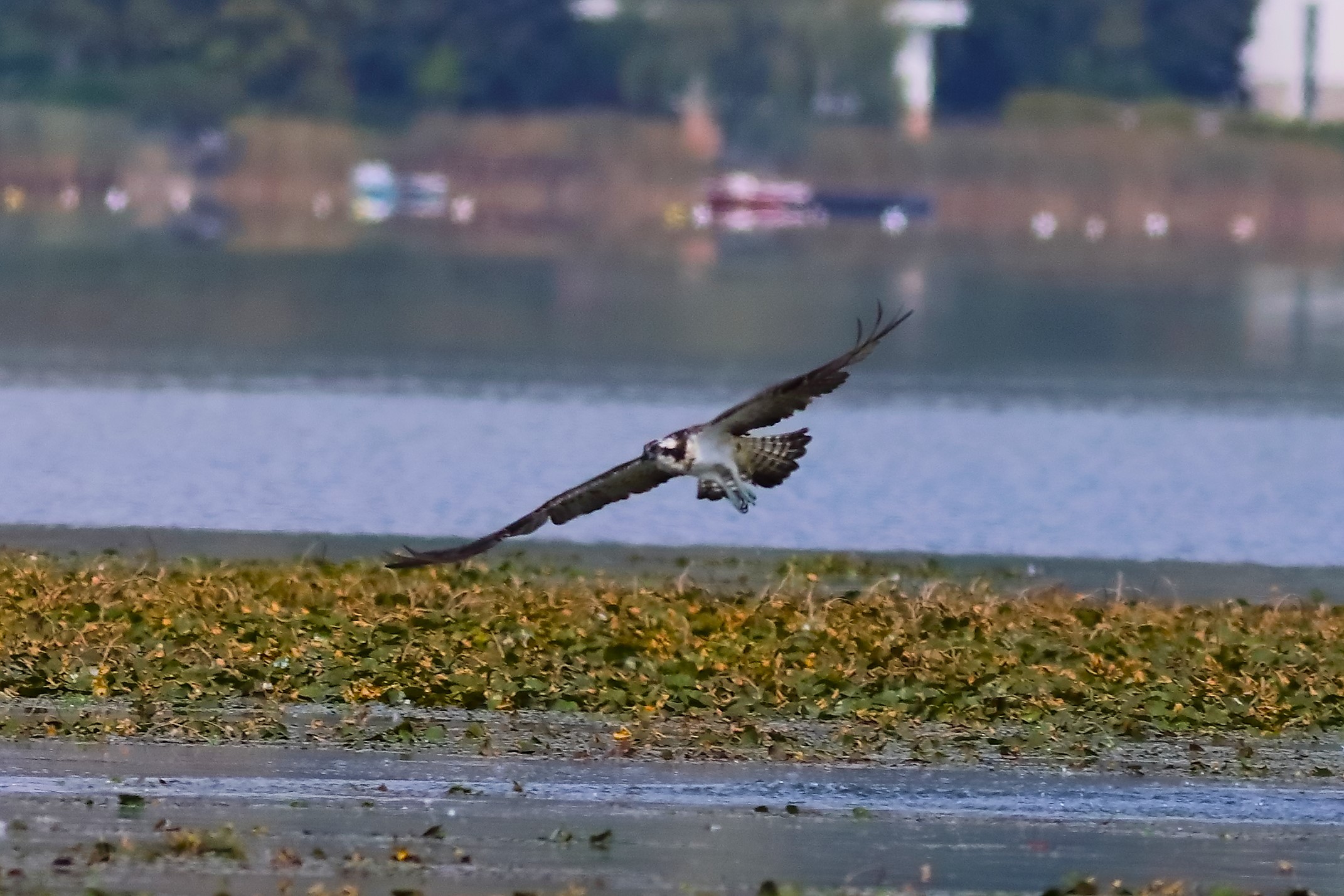 Falco pescatore 01-09-2023 - 163