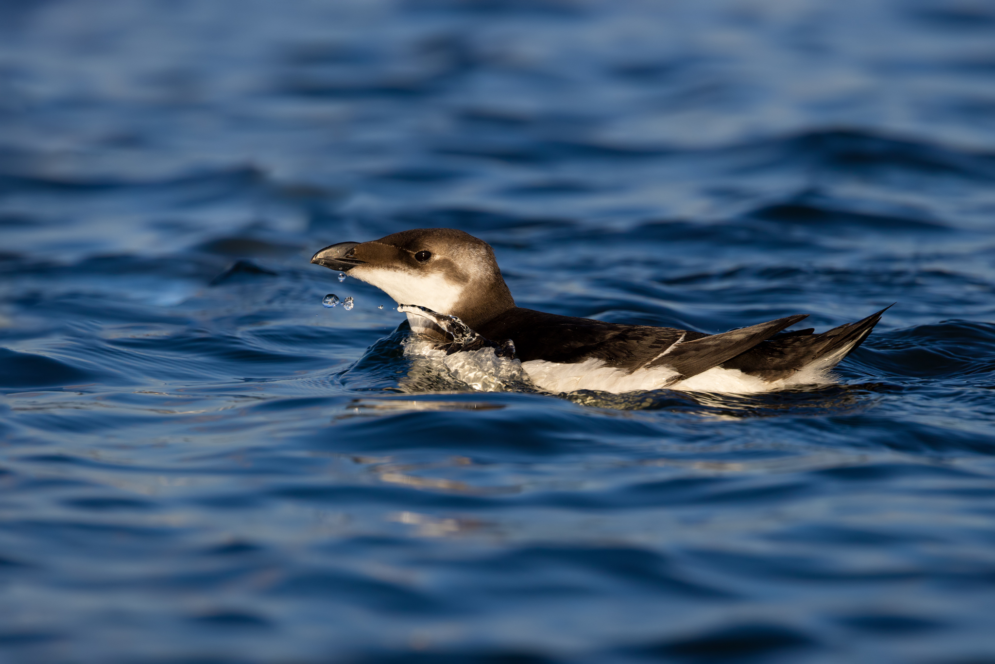 Razorbill - Alca torda (Aveiro, Portogallo)