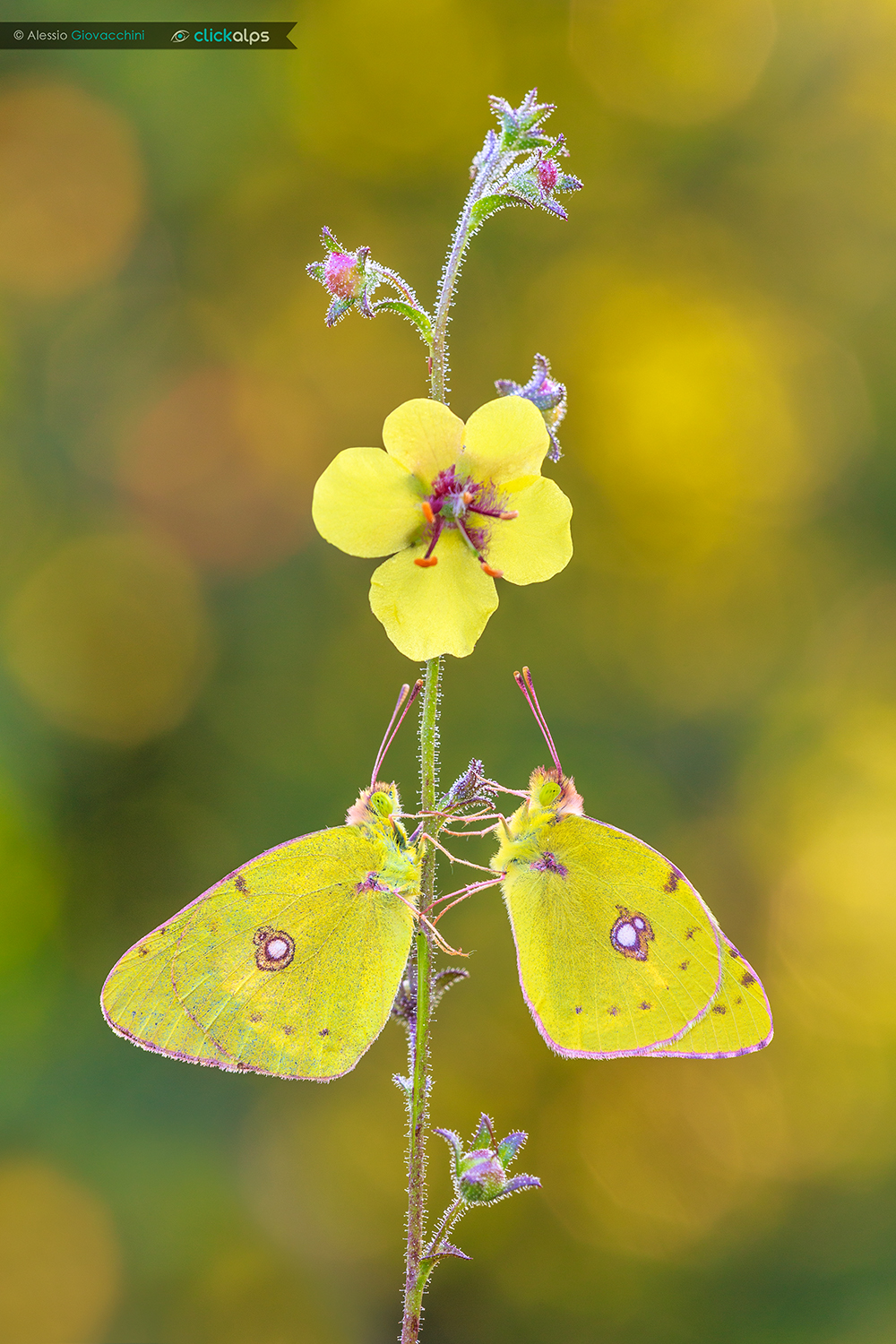 Colias croceus