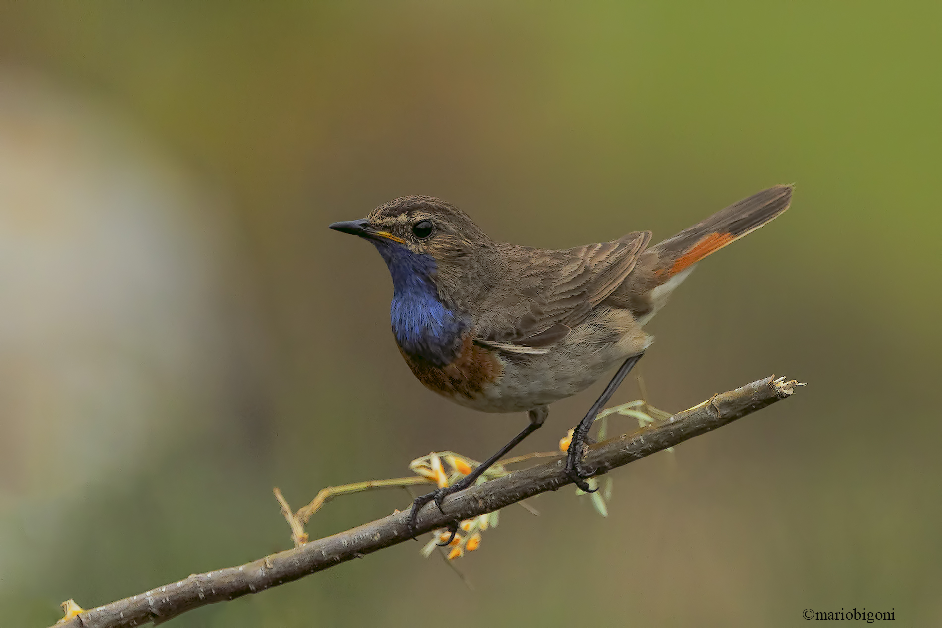 Bluethroat