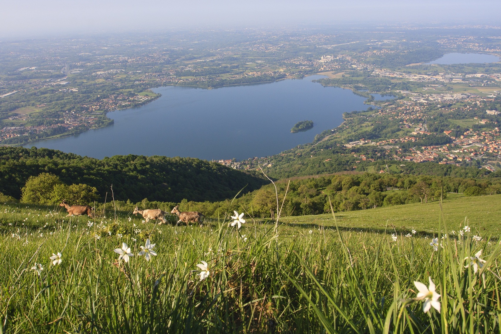 Lake Pusiano and Alserio