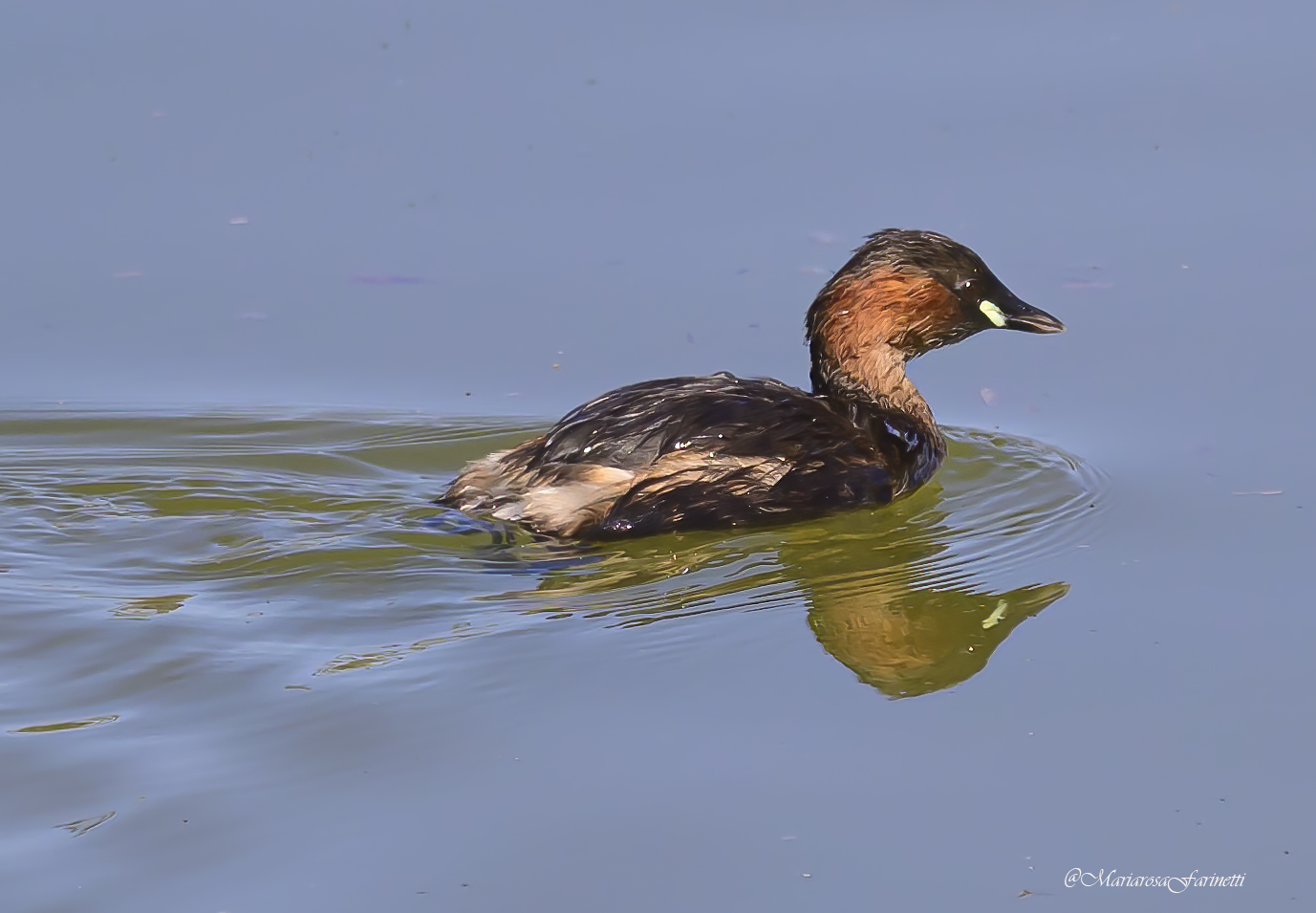 Riflessi di Tuffetto