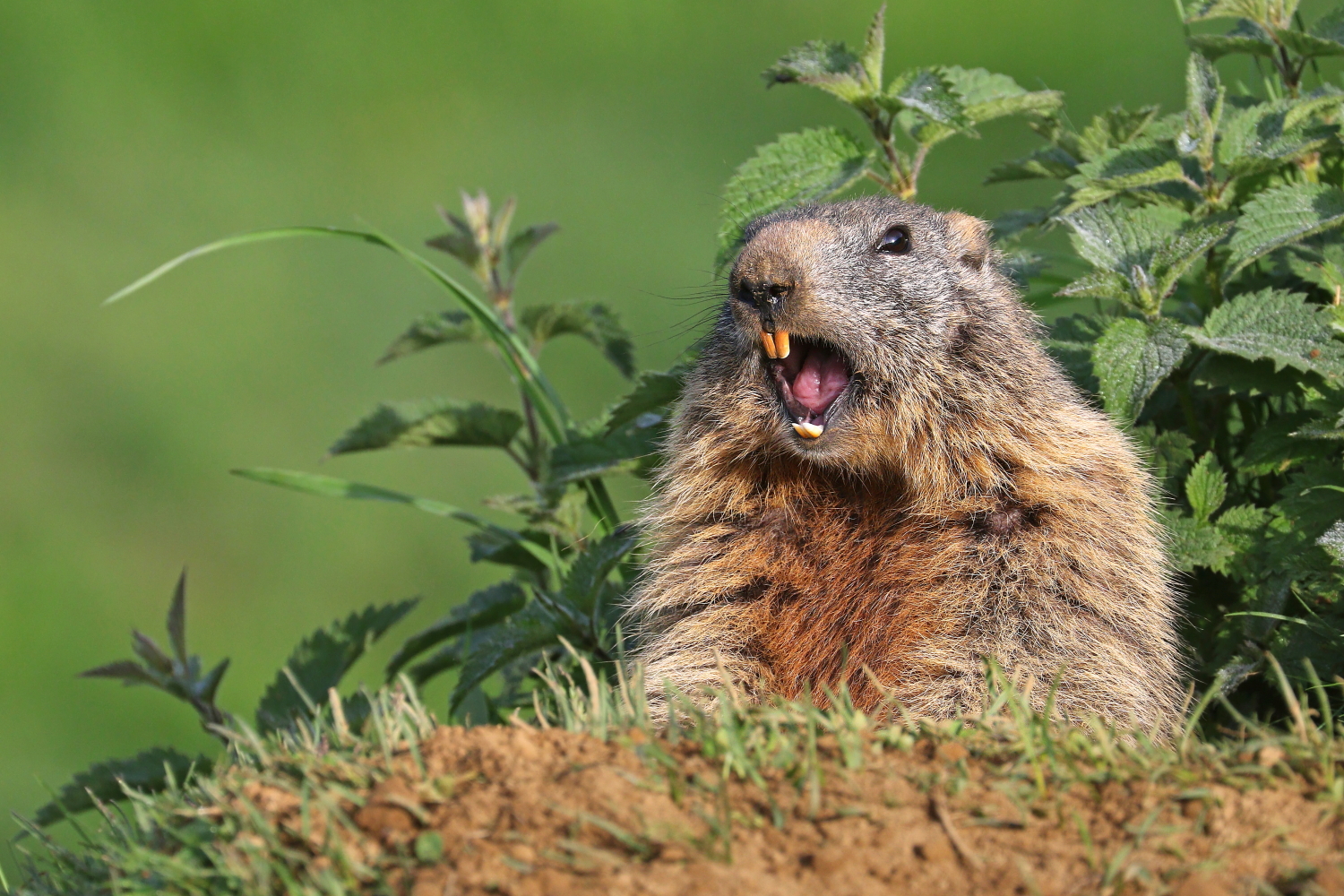 Marmot