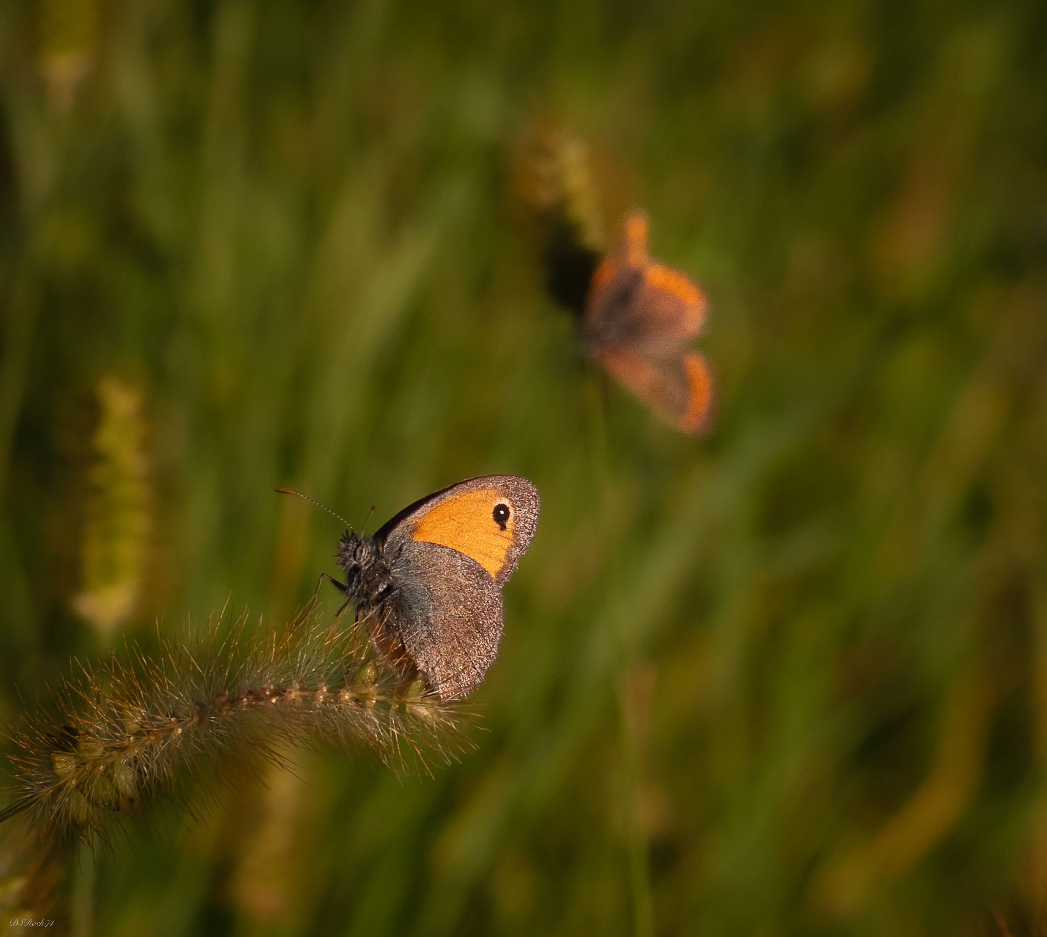 The ugly and the beautiful