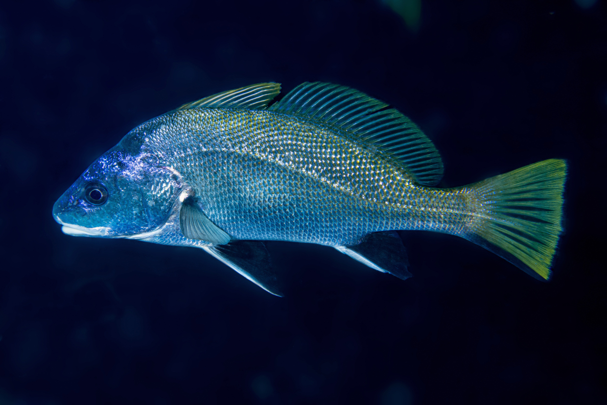 Corvina AMP Portofino