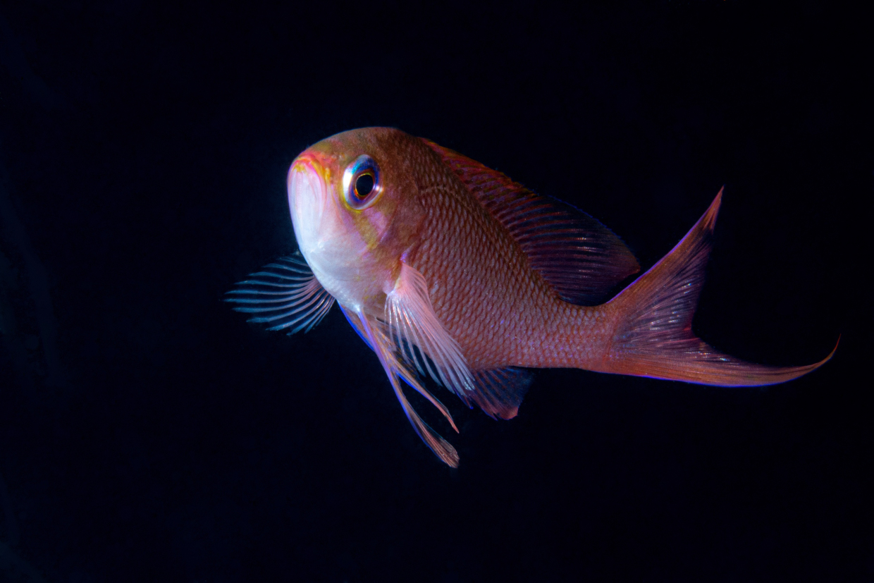 Castagnola Rosa AMP Portofino