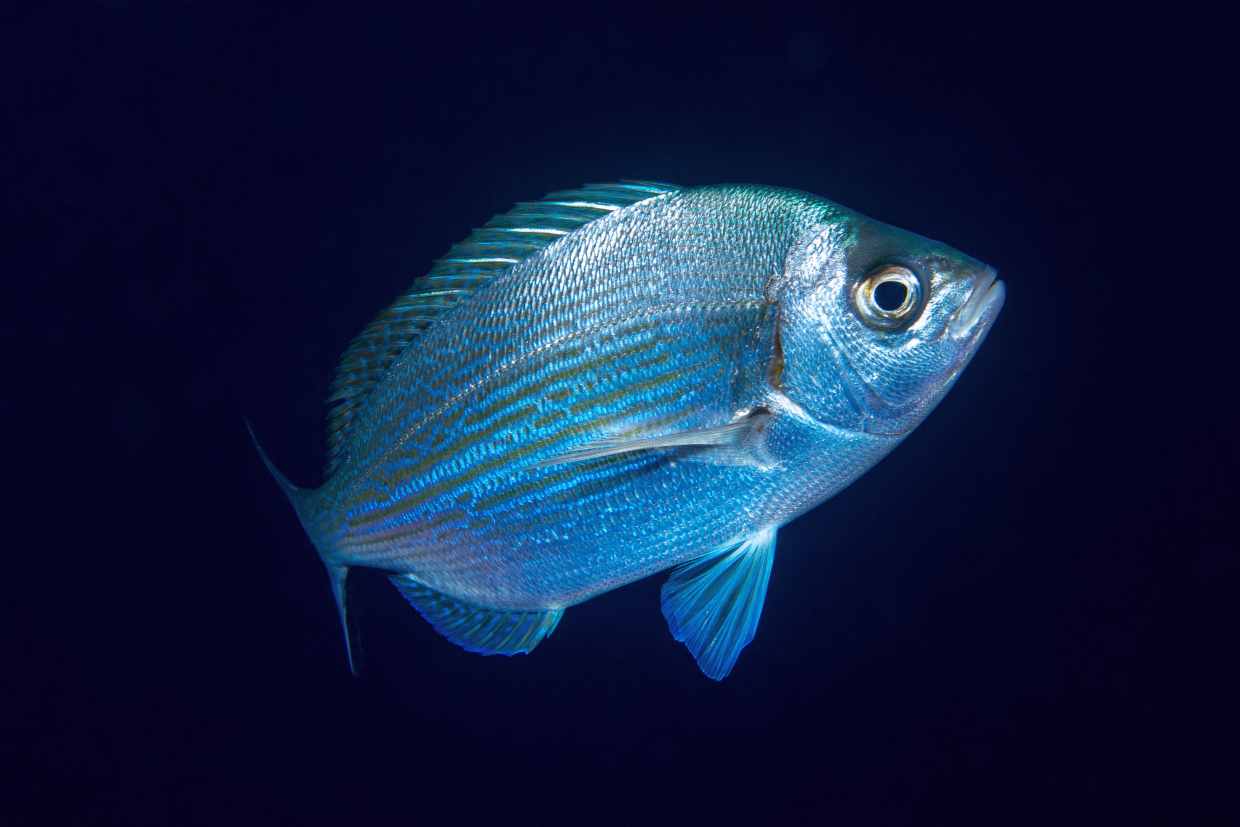 Tanuta AMP Portofino