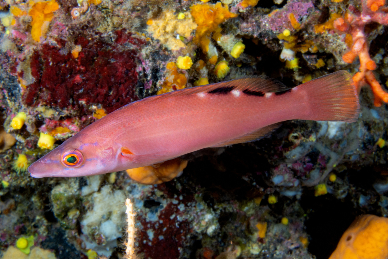 Thrush Whistle AMP Portofino