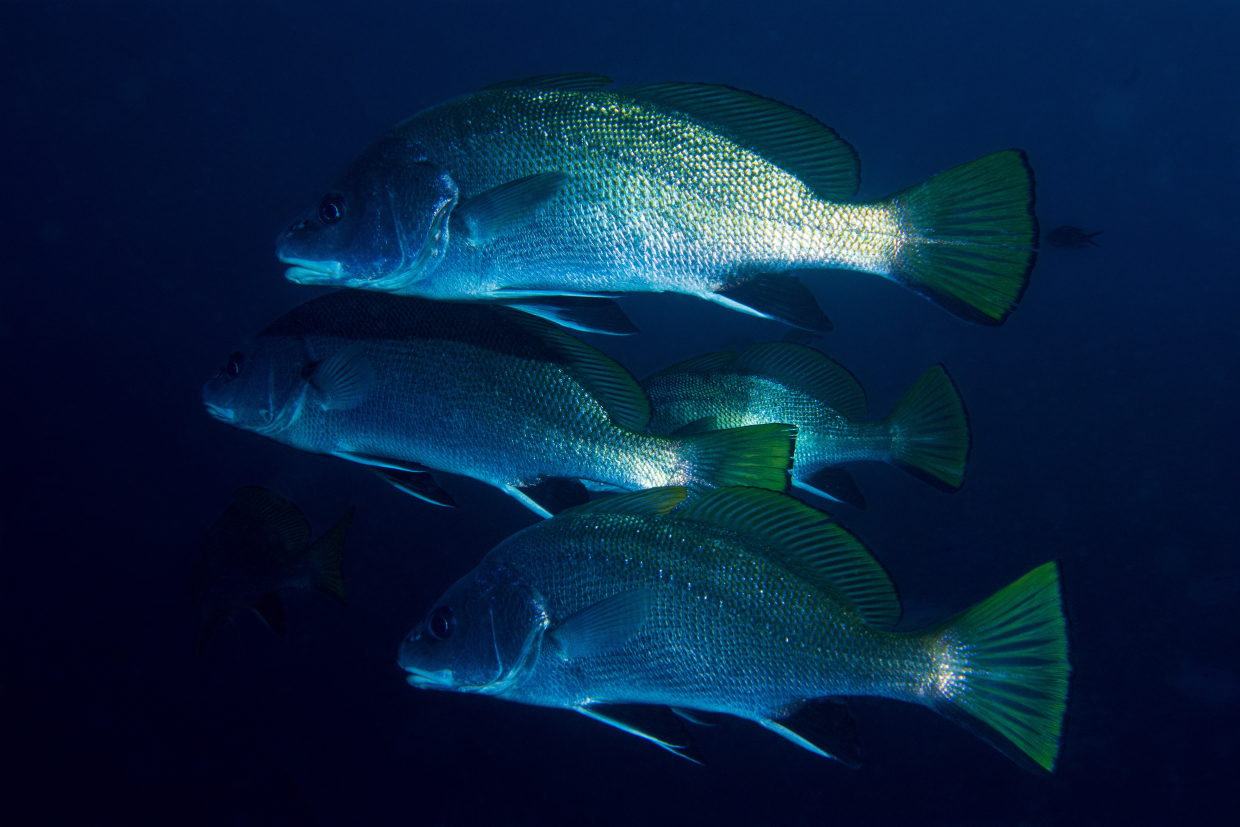 Corvine AMP Portofino
