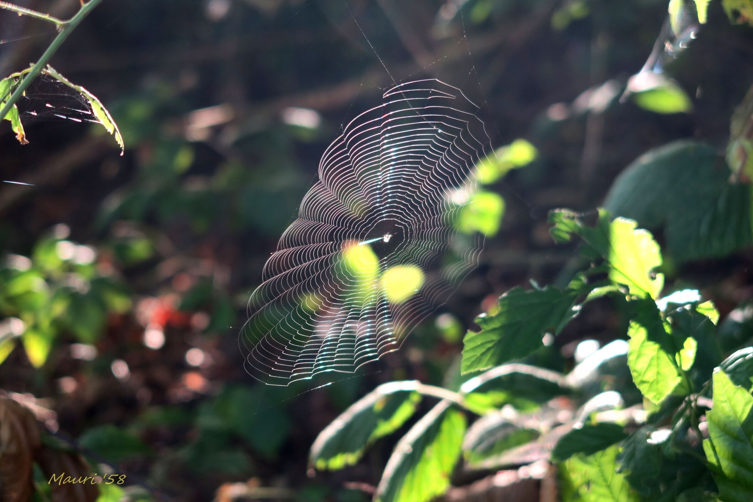 La luce in trappola